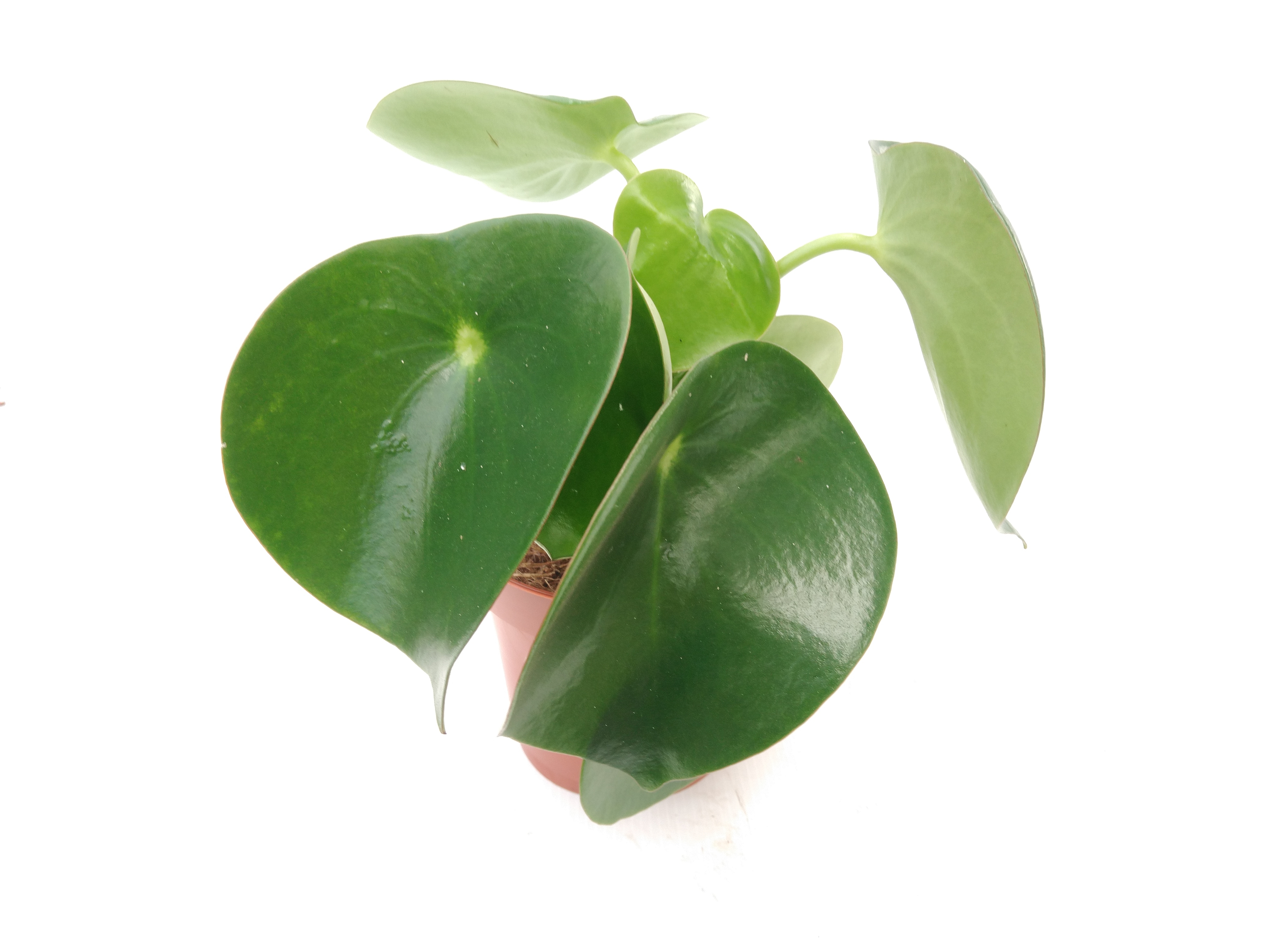 Peperomia polybotrya 'Raindrop'