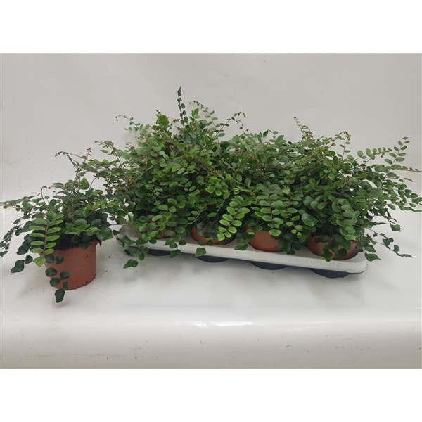 Peperomia rotundifolia . Peperomia rotundifolia .