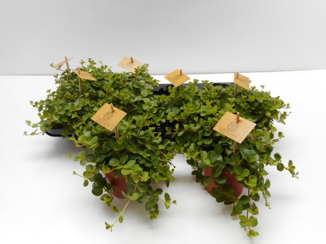 Peperomia rotundifolia . Peperomia rotundifolia .