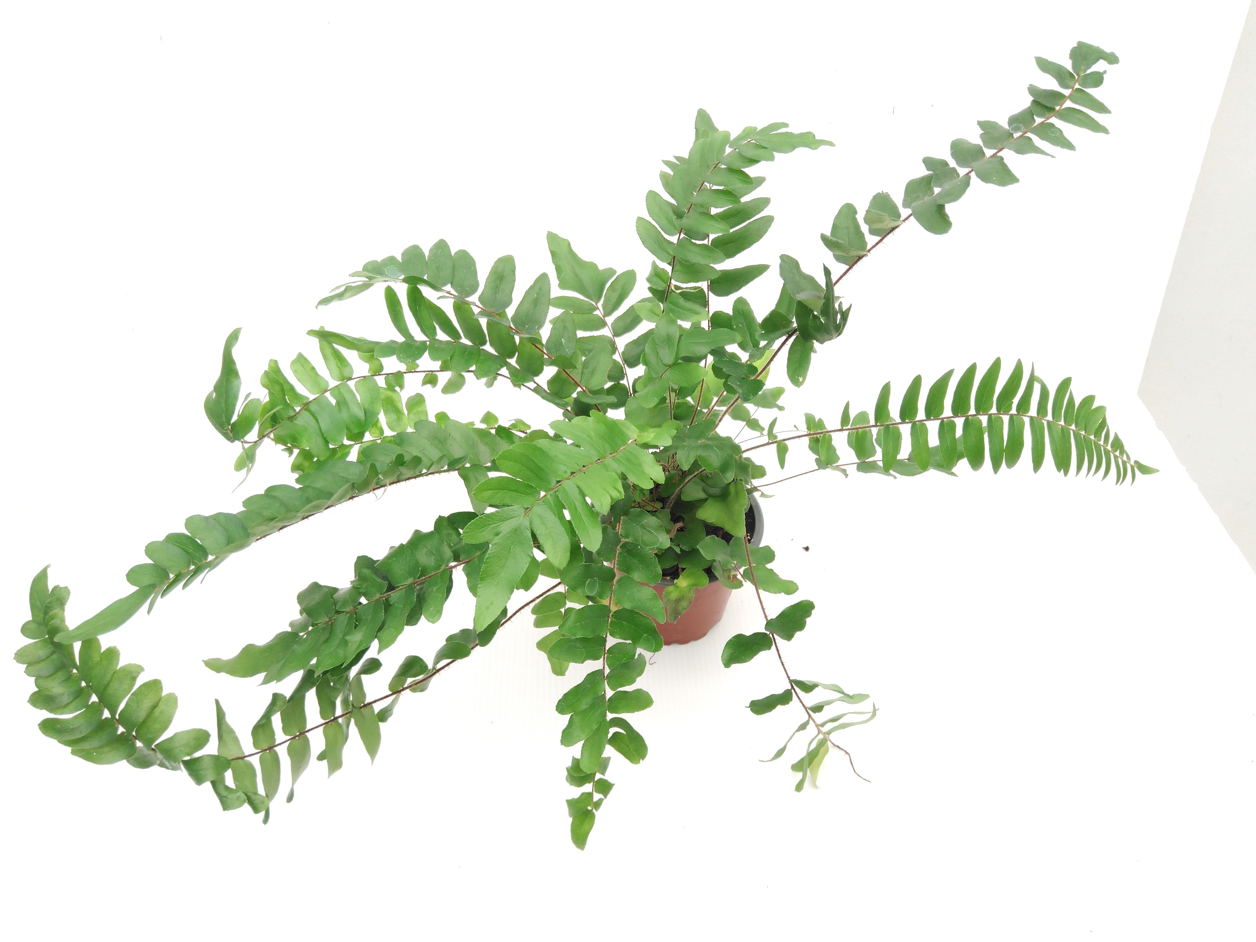 Pellea falcata Pellea falcata