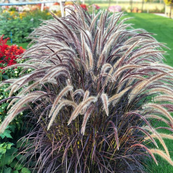Pennisetum setaceum 'Rubrum'