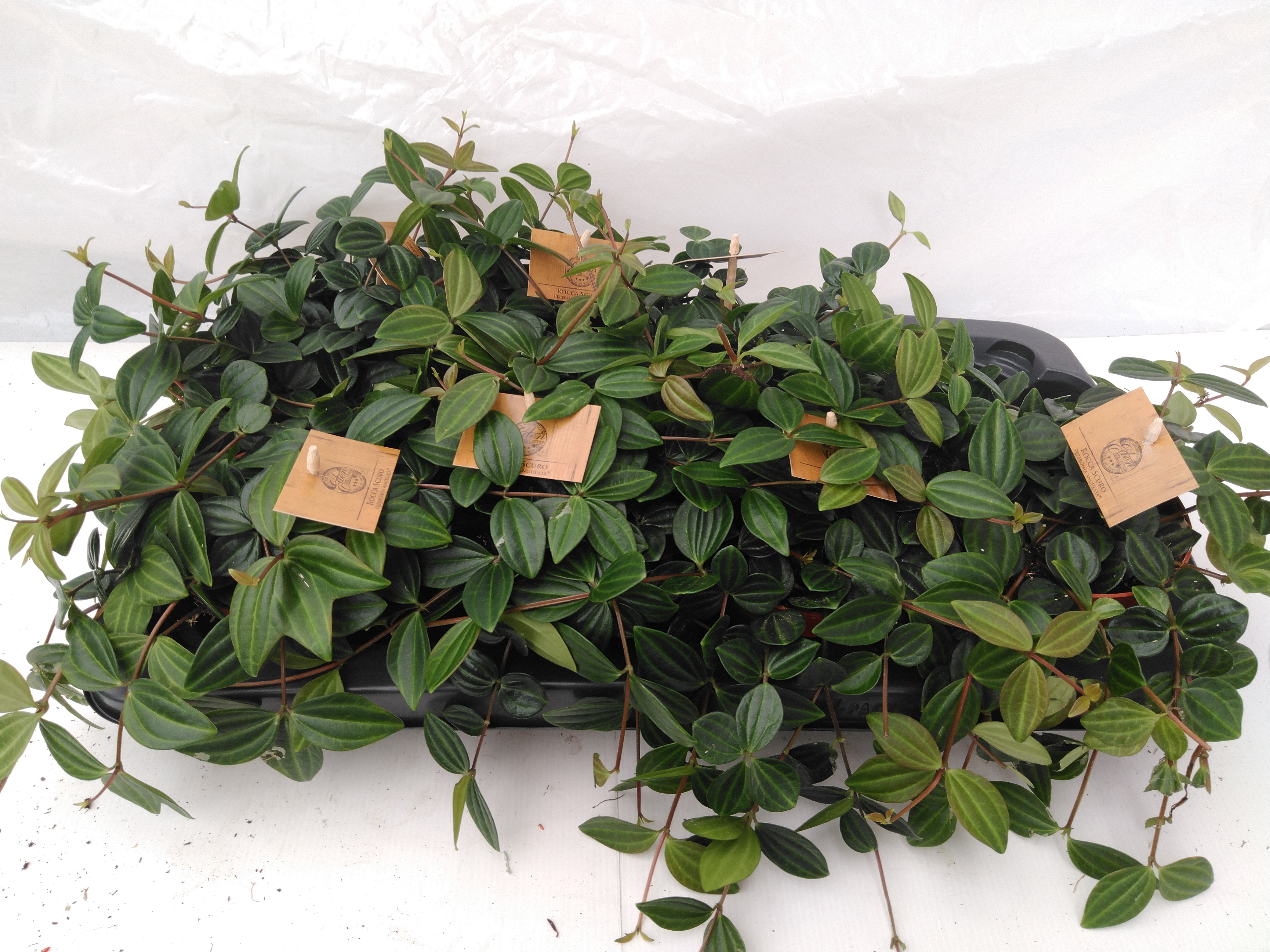 Peperomia 'Rocca Scuro'