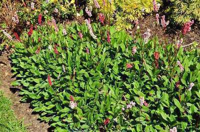 Persicaria affinis Superba