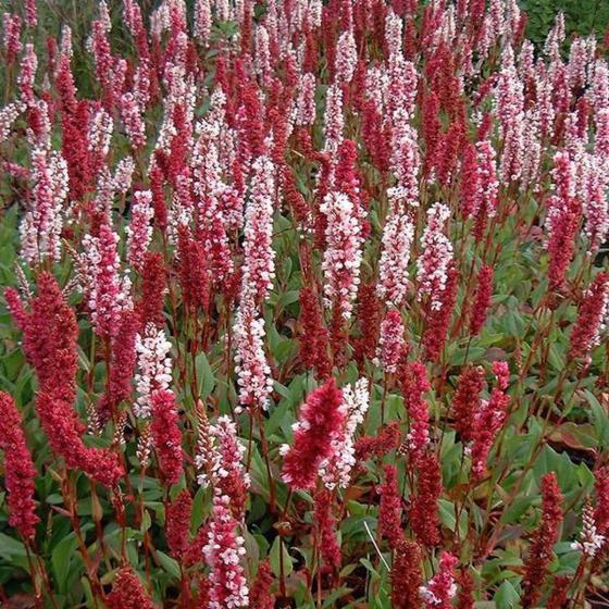 Persicaria affinis Superba