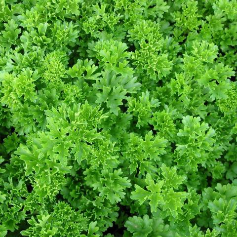 Petroselinum crispum - Peterselie - Persil Petroselinum crispum - Peterselie - Persil