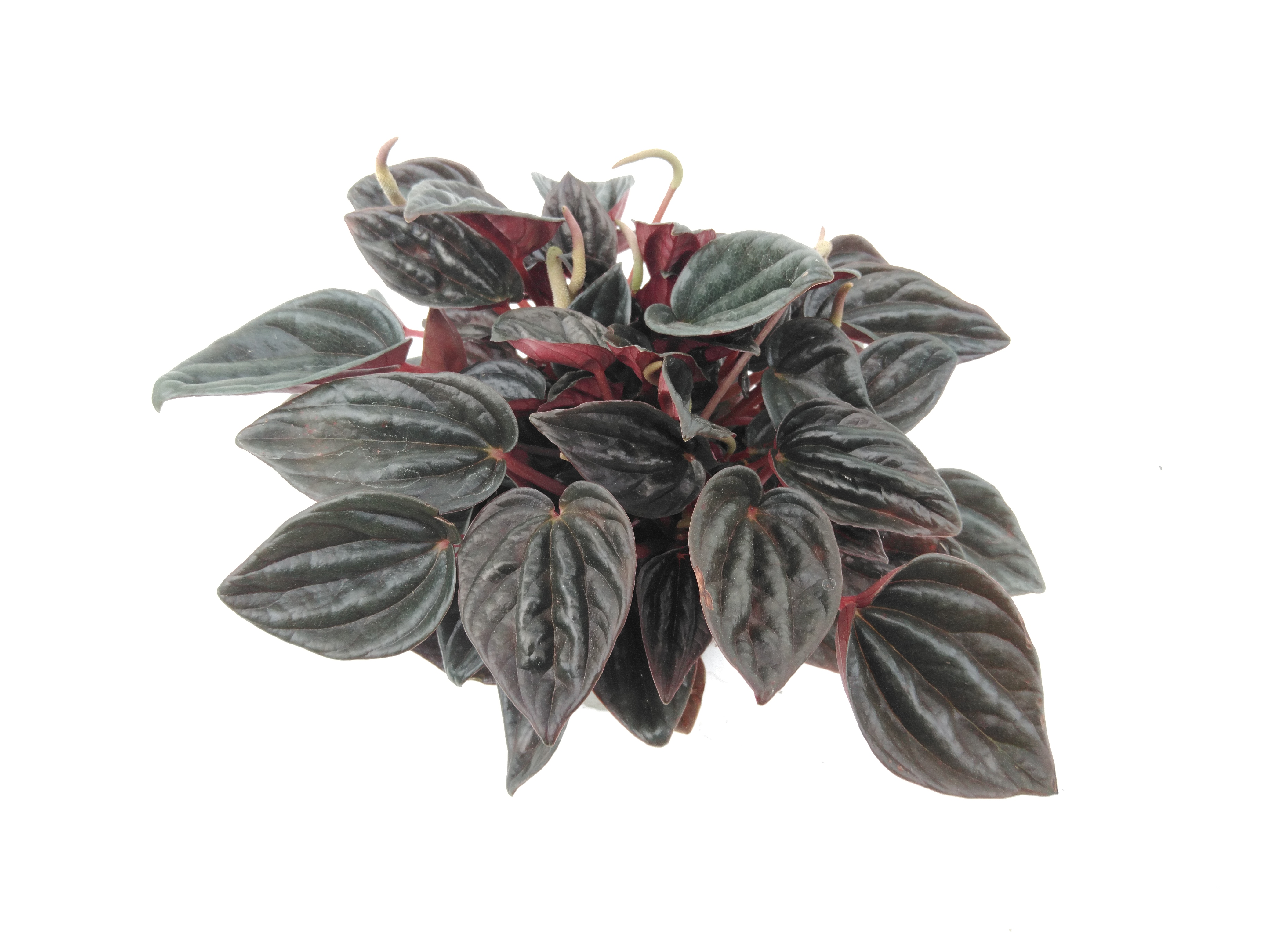 Peperomia 'Tingdal'
