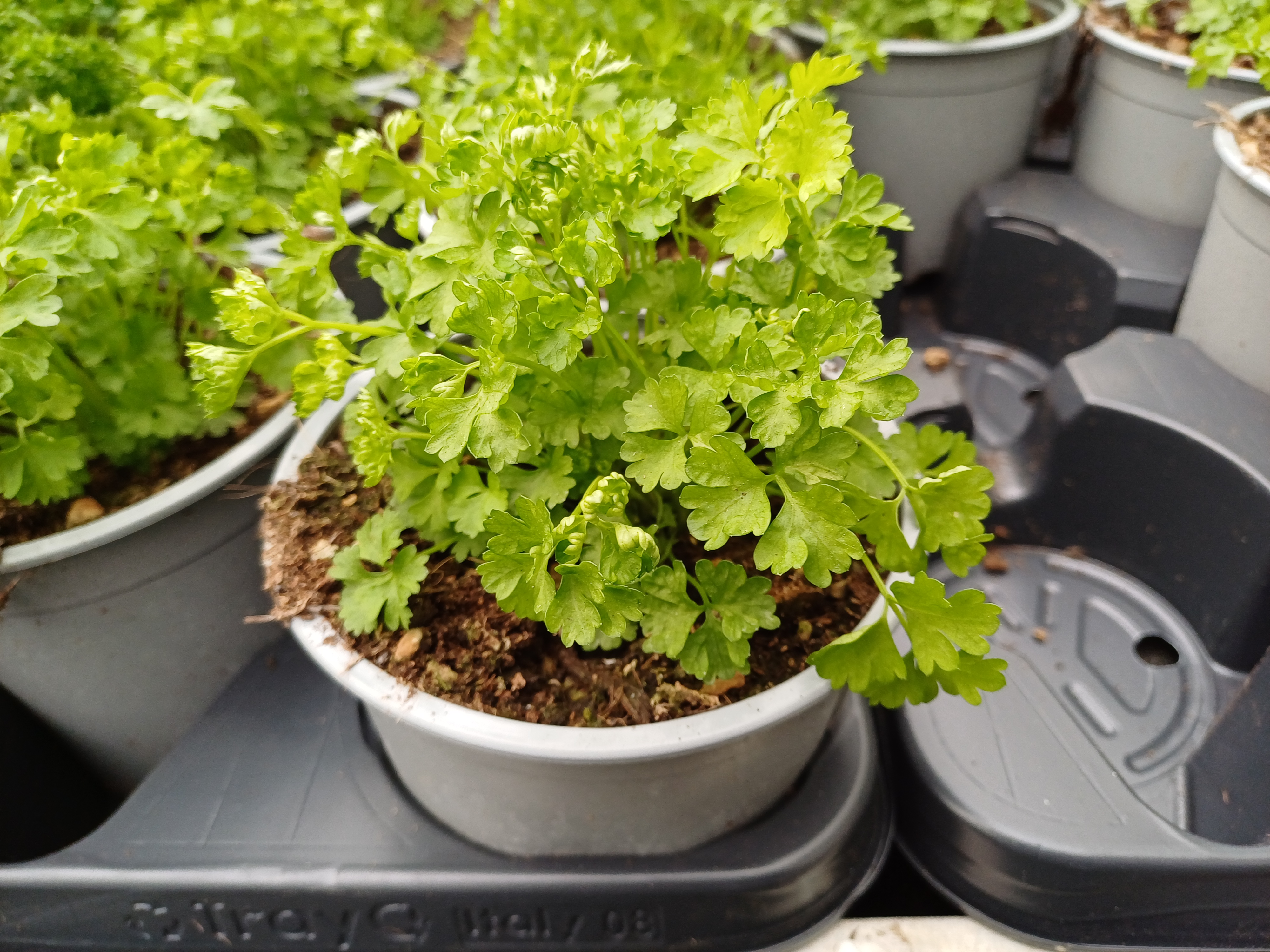 PETROSELINUM CRISPUM - ITALIE