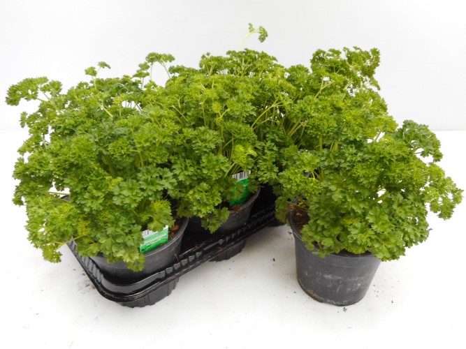 PETROSELINUM CRISPUM - ITALIE