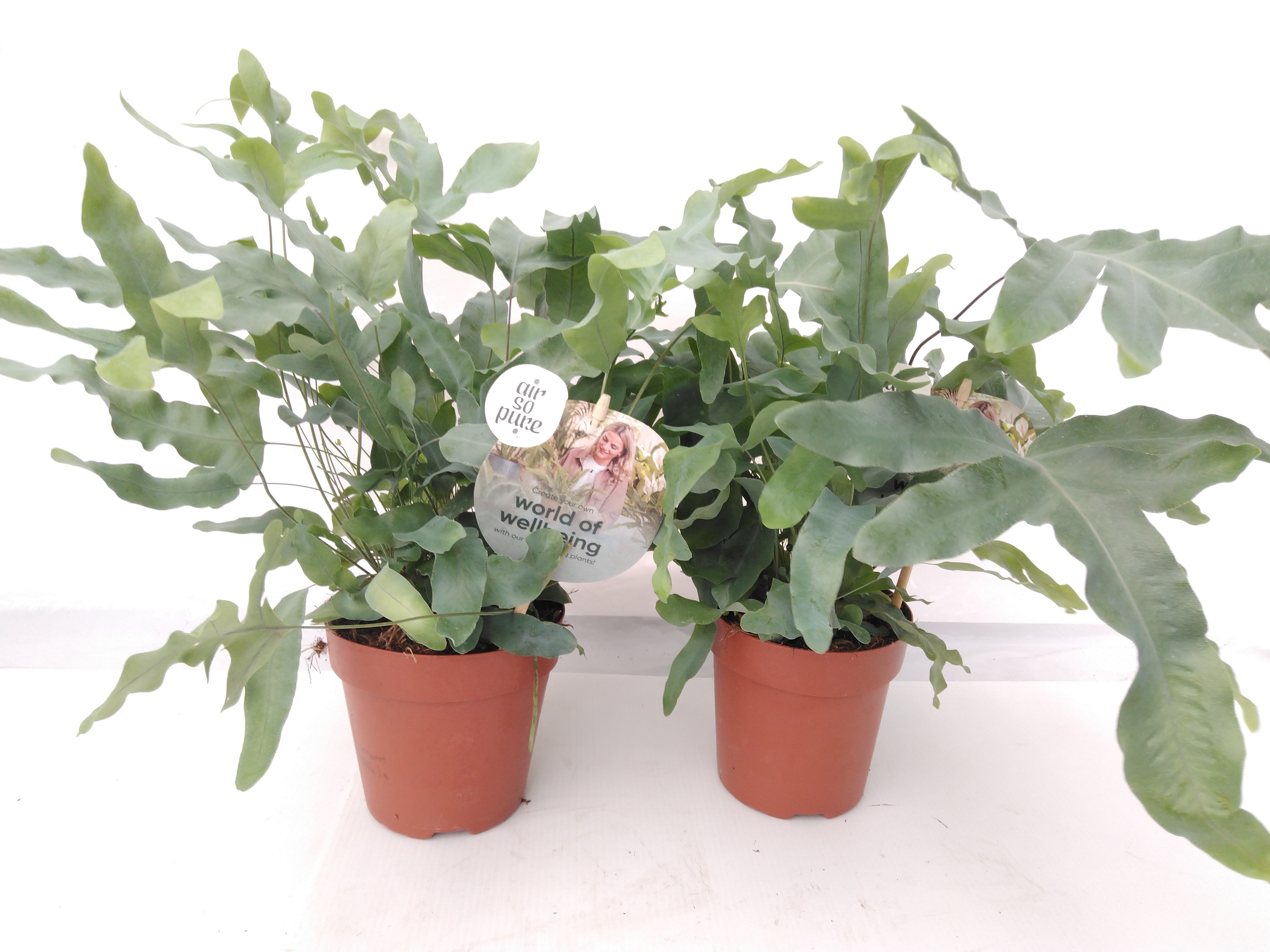 Phlebodium aureum 'Blue Star' BOP