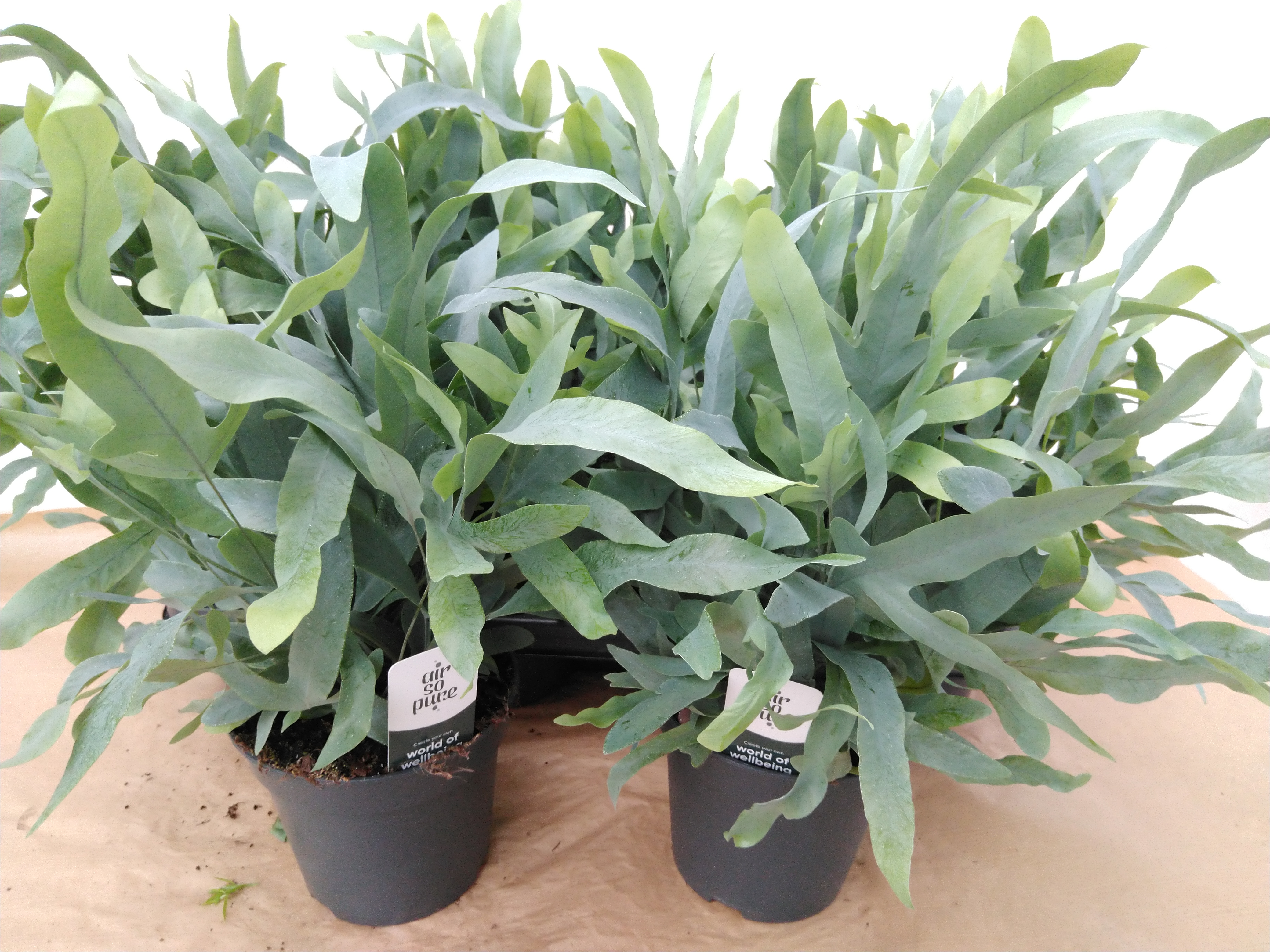 Phlebodium aureum 'Blue Star' Air So Pure