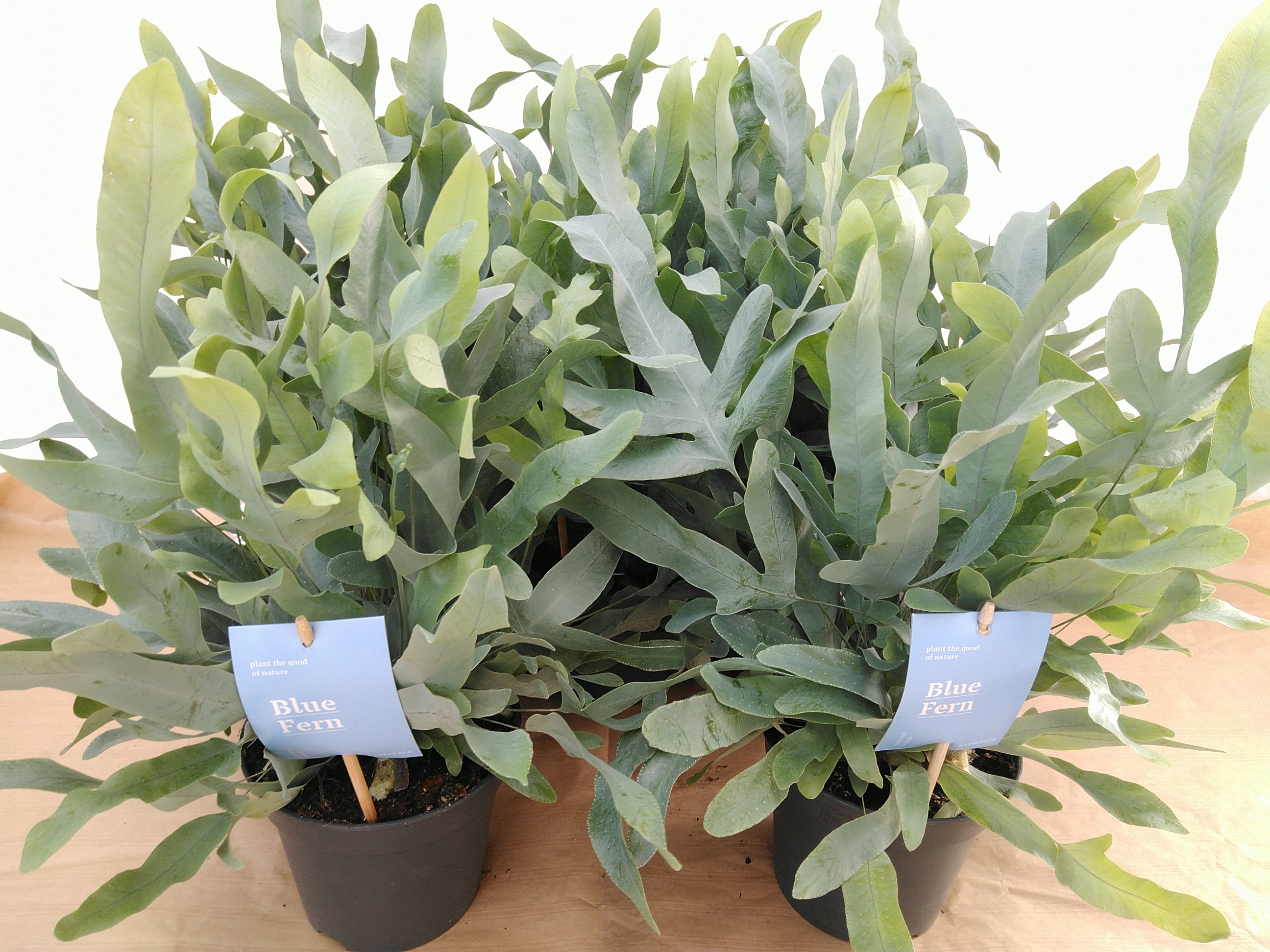 Phlebodium aureum 'Blue Star' Air So Pure