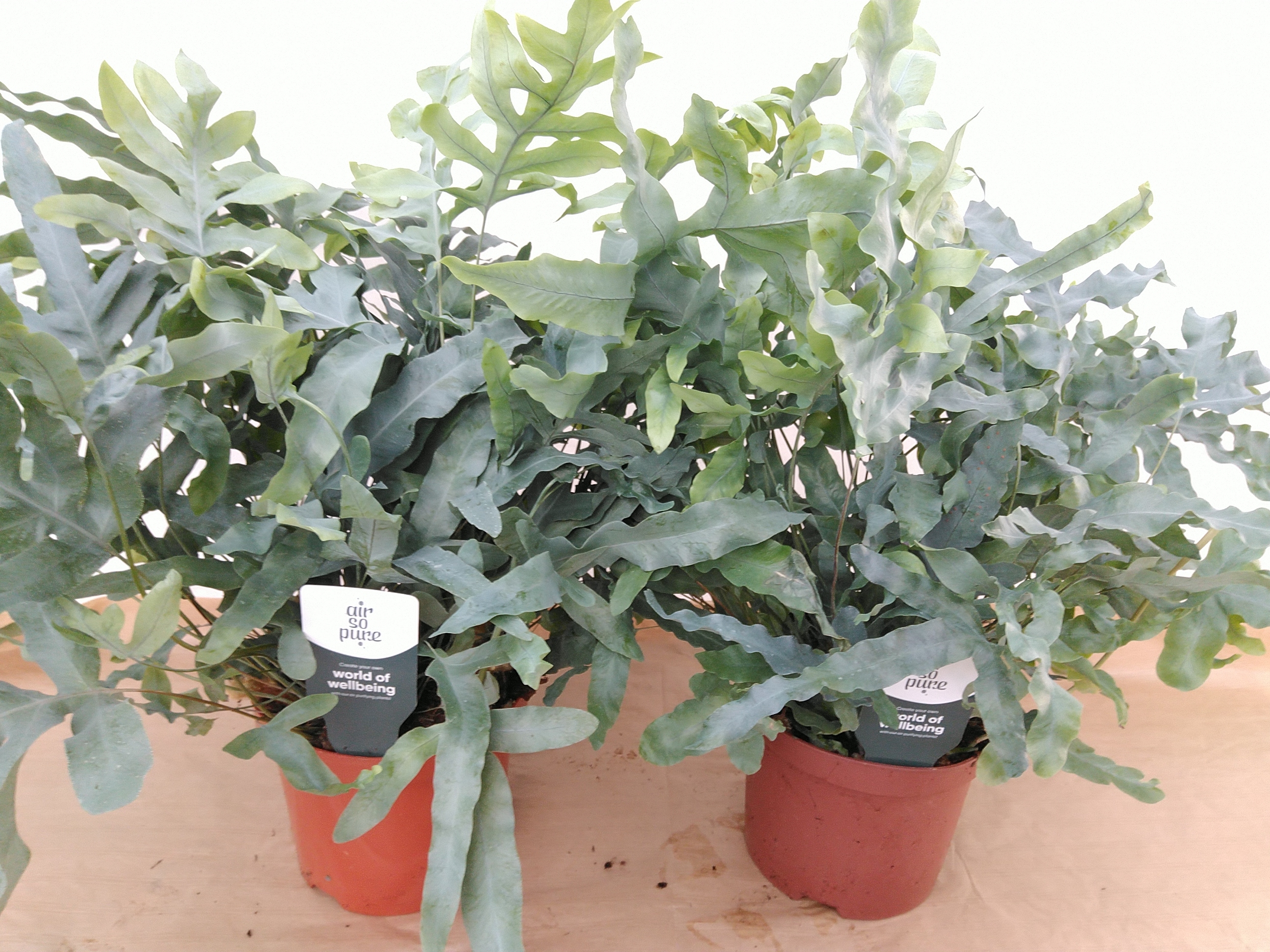 Phlebodium aureum 'Blue Star' Air So Pure