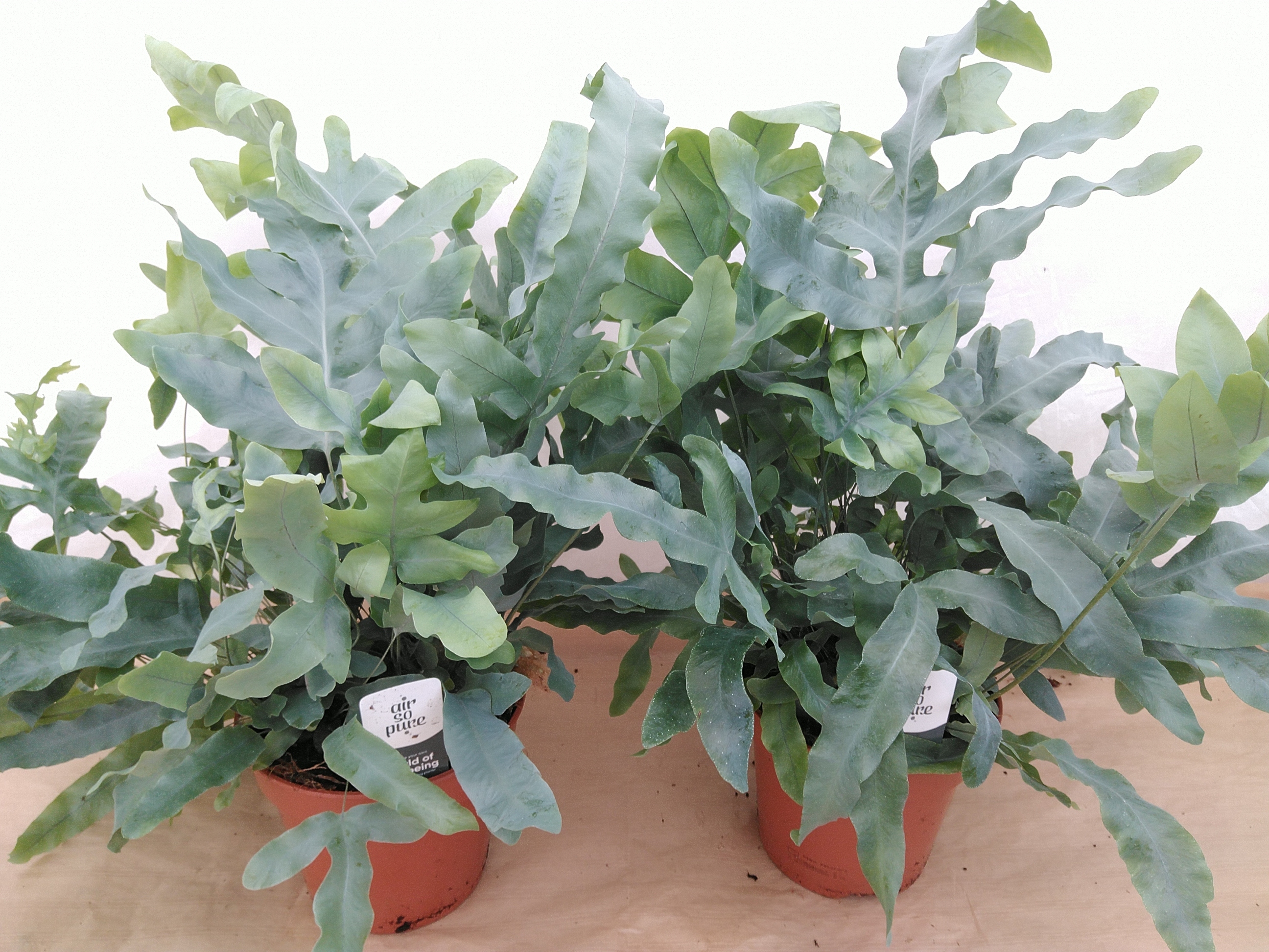 Phlebodium aureum 'Blue Star' Air So Pure