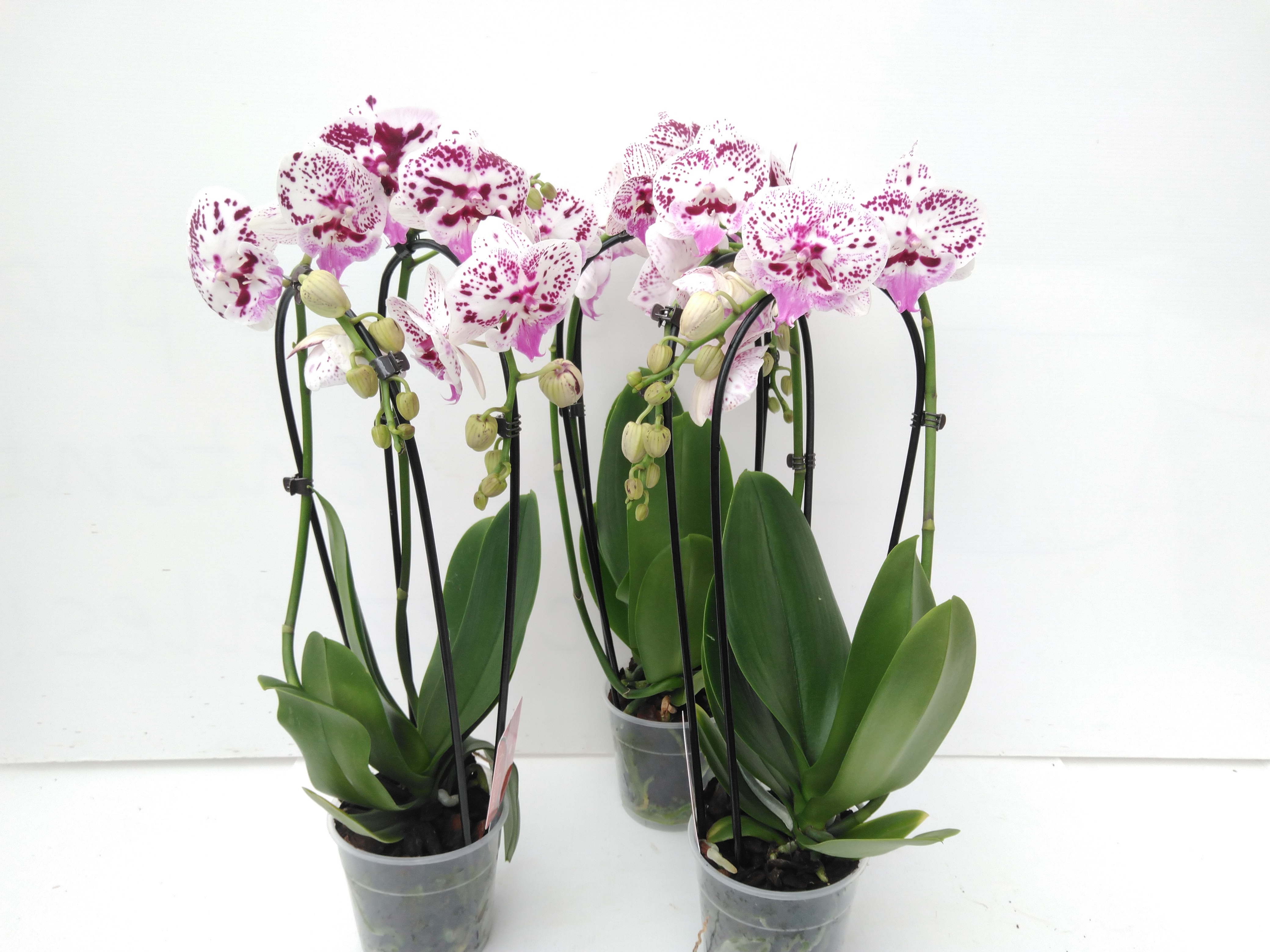 Phalaenopsis CASCADE 2TAK speedles