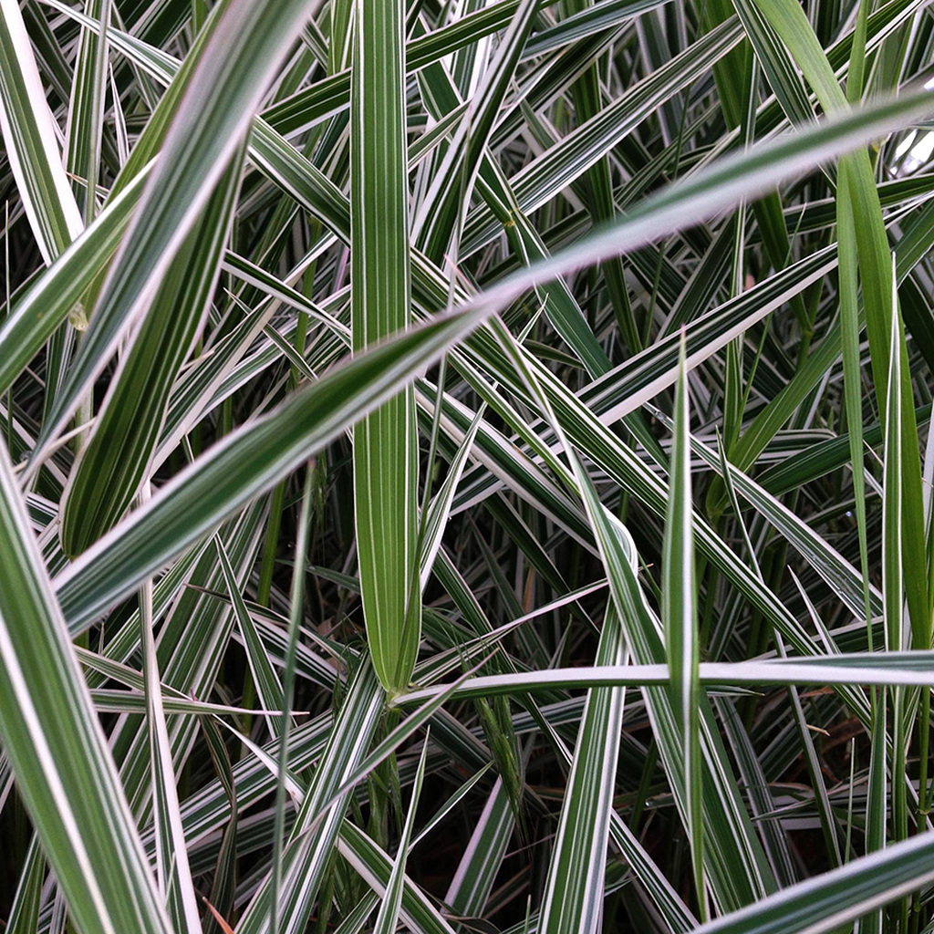 Phalaris arundinacea 'Dwarf Garters' Phalaris arundinacea 'Dwarf Garters'