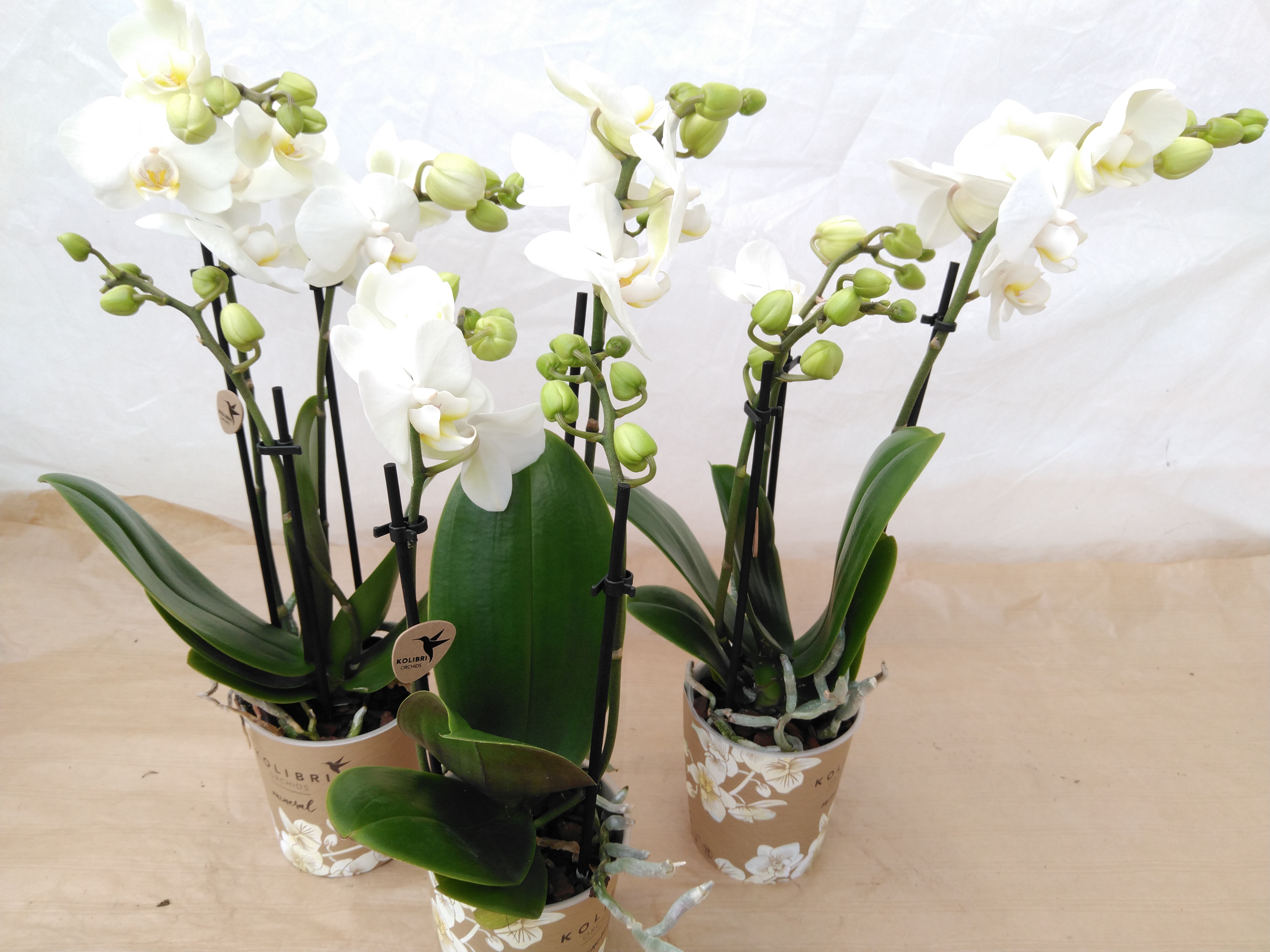 Phalaenopsis multi. Kolibri 3 tak