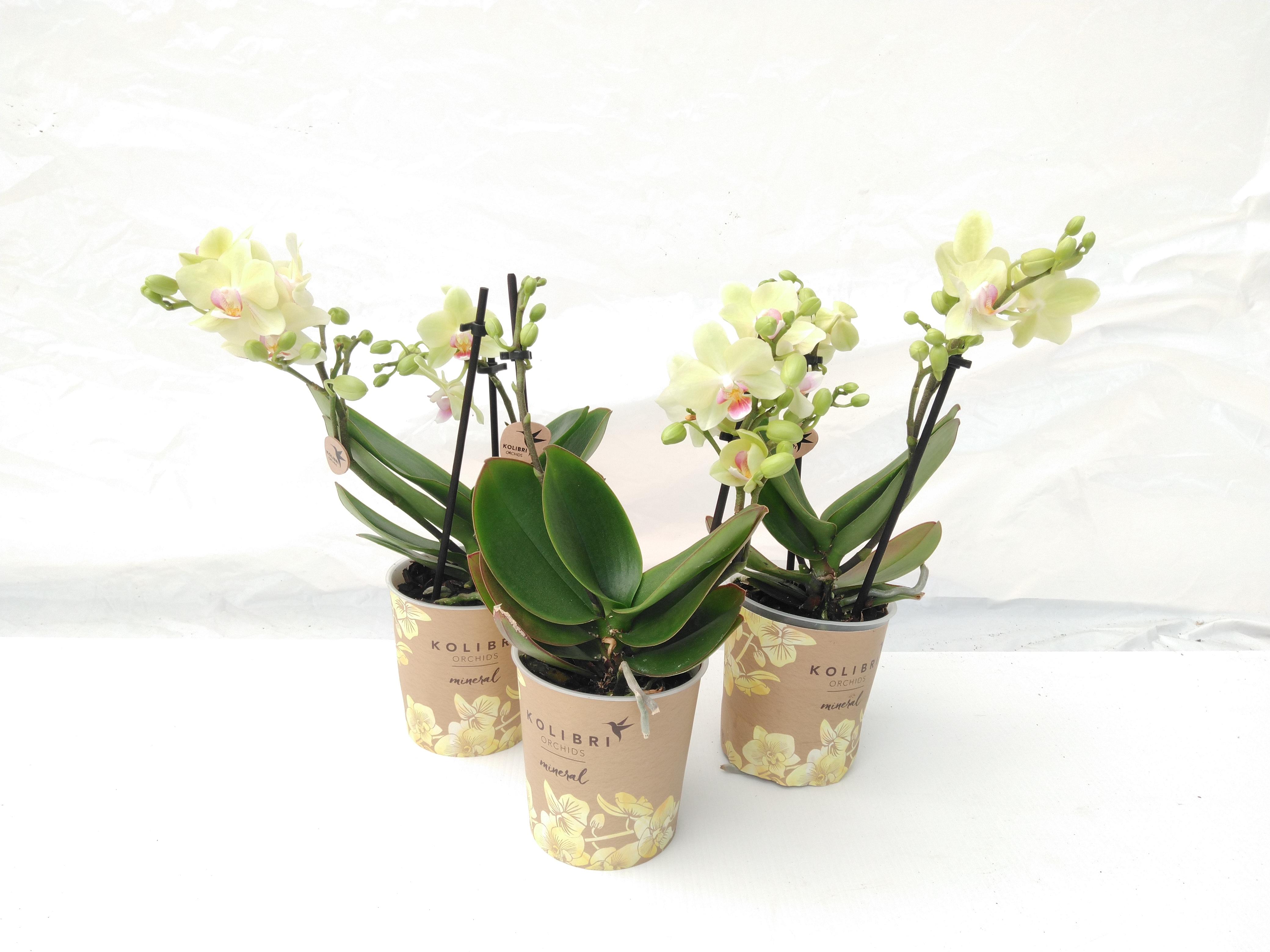 Phalaenopsis multi. Kolibri Mix 2 tak