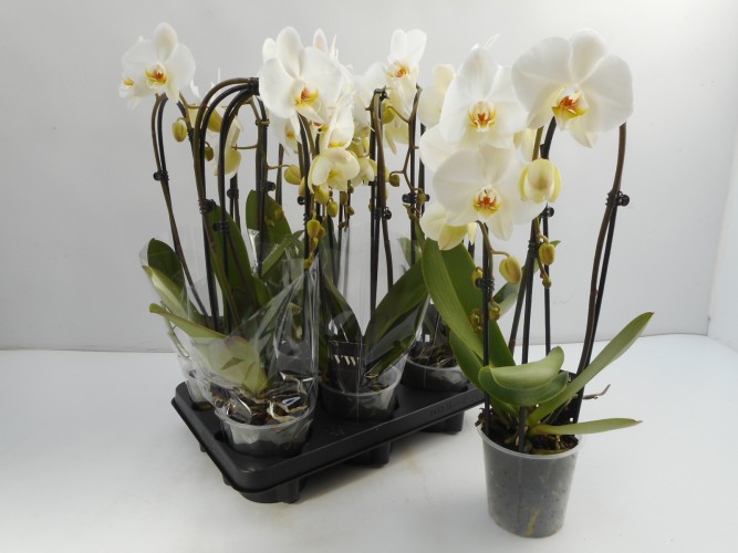 Phalaenopsis 'Cascade White' 2-tak Phalaenopsis 'Cascade White' 2-tak