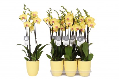 Phalaenopsis geel 3tak Phalaenopsis geel 3tak
