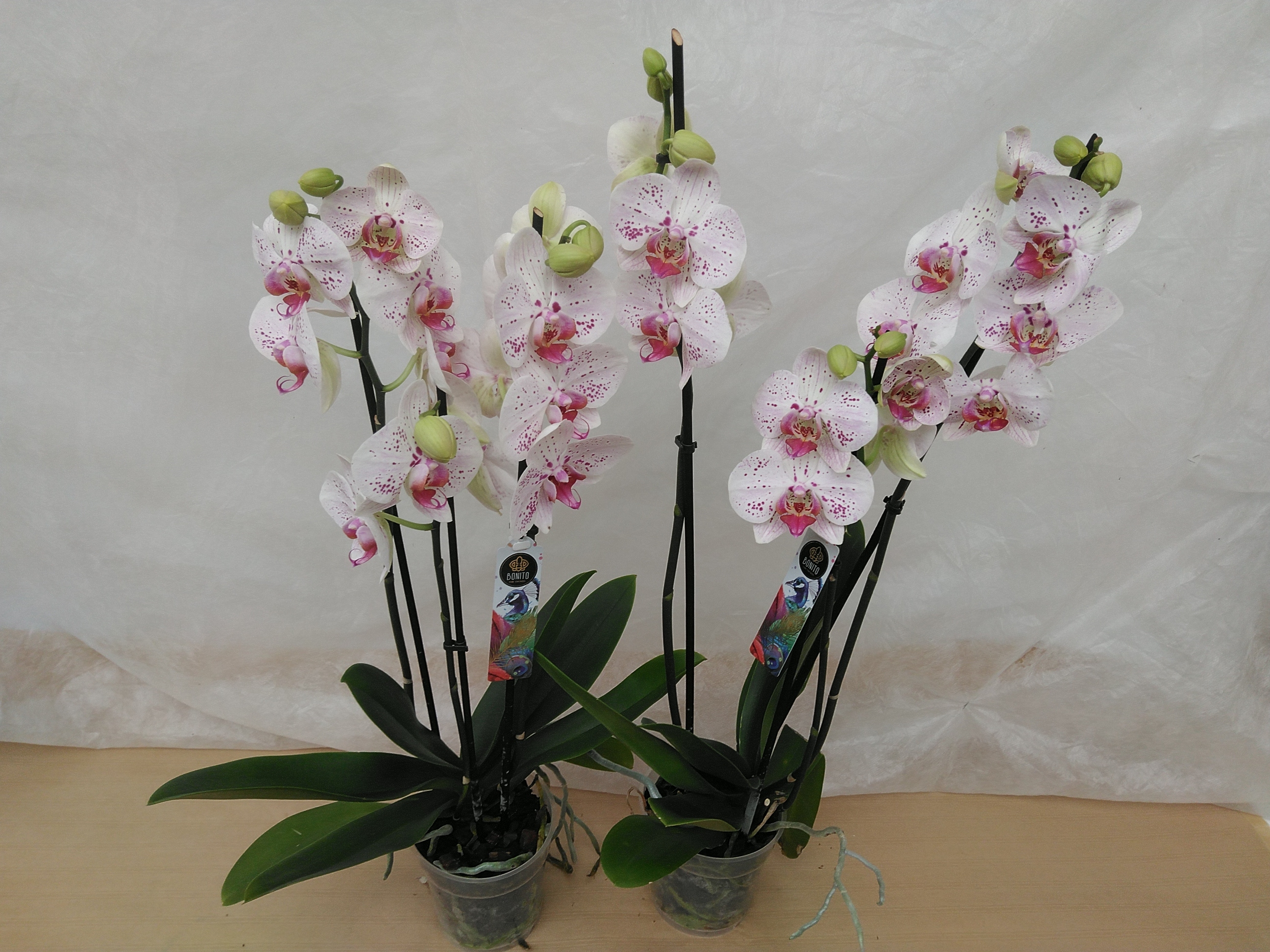 Phalaenopsis 'Goya Limited'  3T