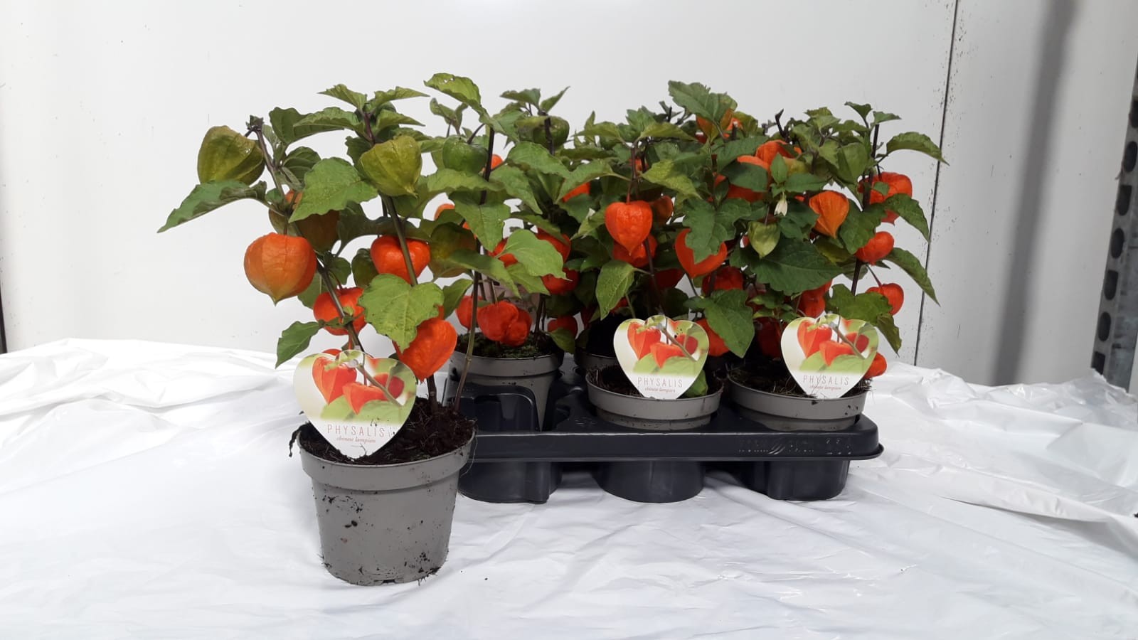 Physalis alkekengi