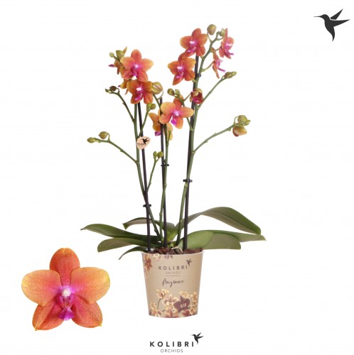 Phalaenopsis 'Kolibri Bolgheri' 3 T Phalaenopsis 'Kolibri Bolgheri' 3 T
