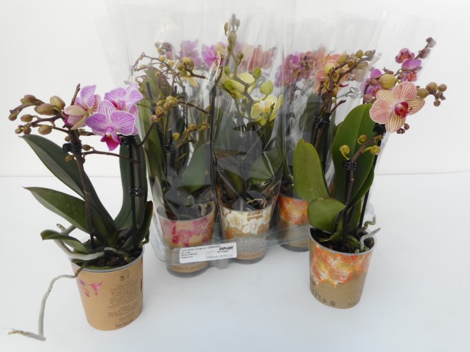 Phalaenopsis multi. Kolibri Mix 2 tak