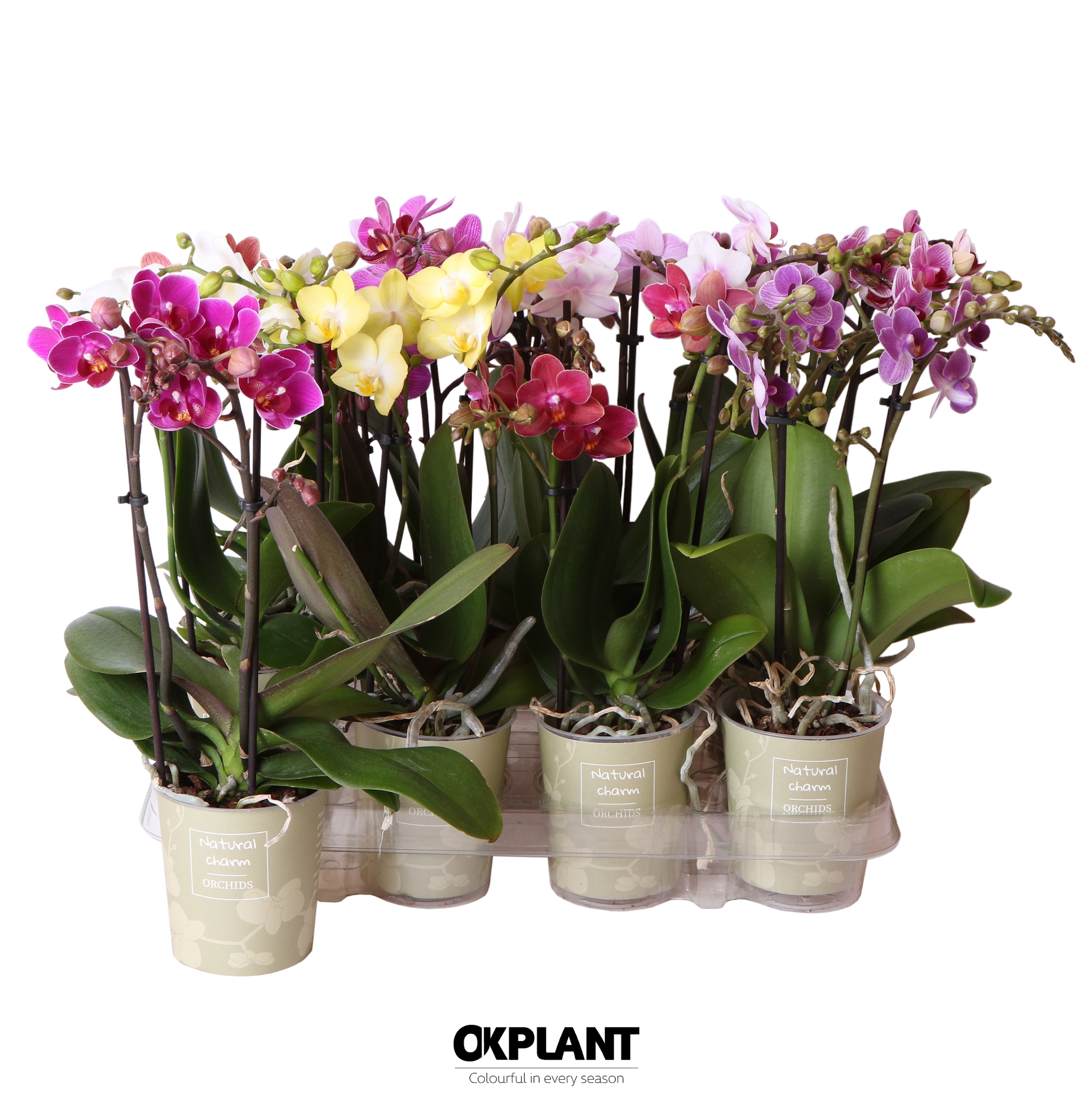 Phalaenopsis multi.  3 tak 40+ mix