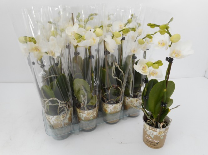 Phalaenopsis 'Kolibri' wit 2 tak Phalaenopsis 'Kolibri' wit 2 tak