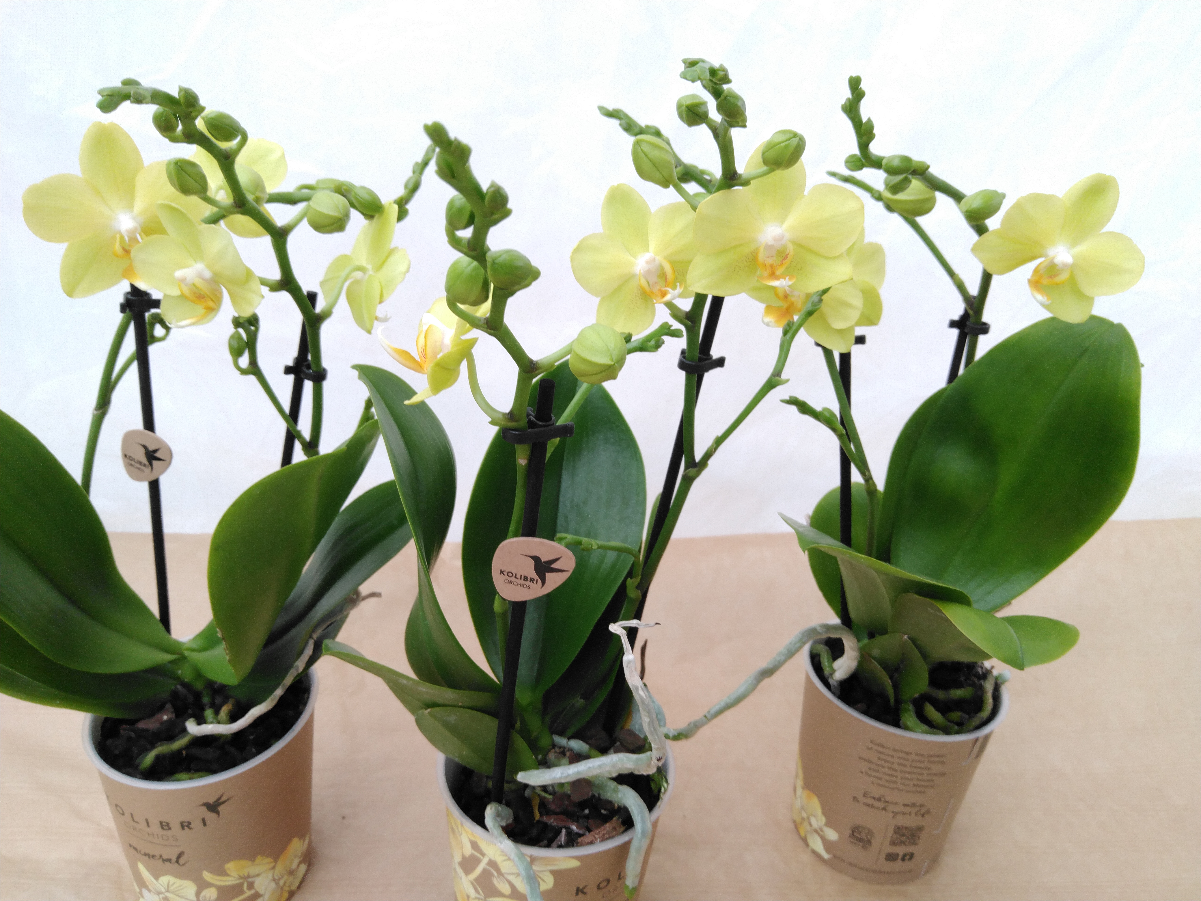 Phalaenopsis multi. 'La Paz Yellow' 2-tak