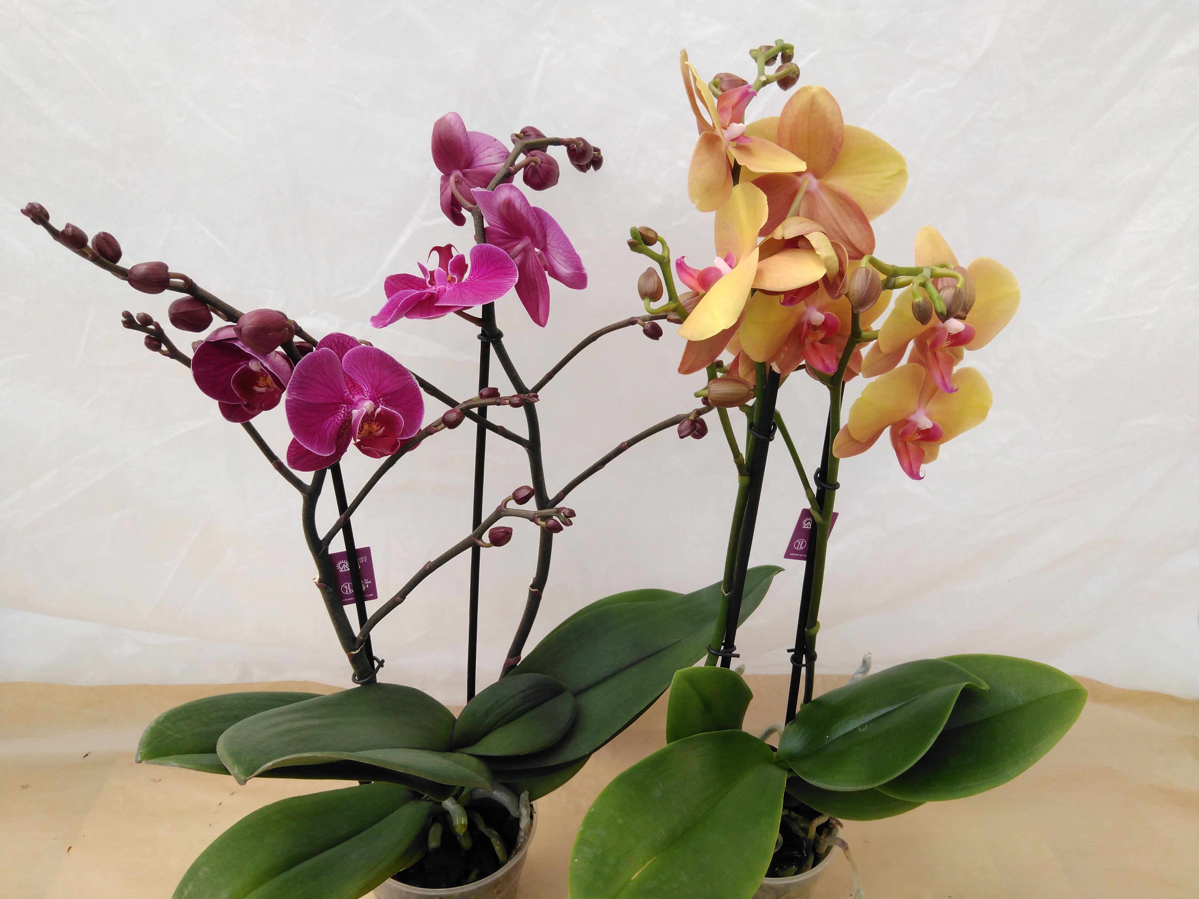 Phalaenopsis MIX 2 tak Phalaenopsis MIX 2 tak