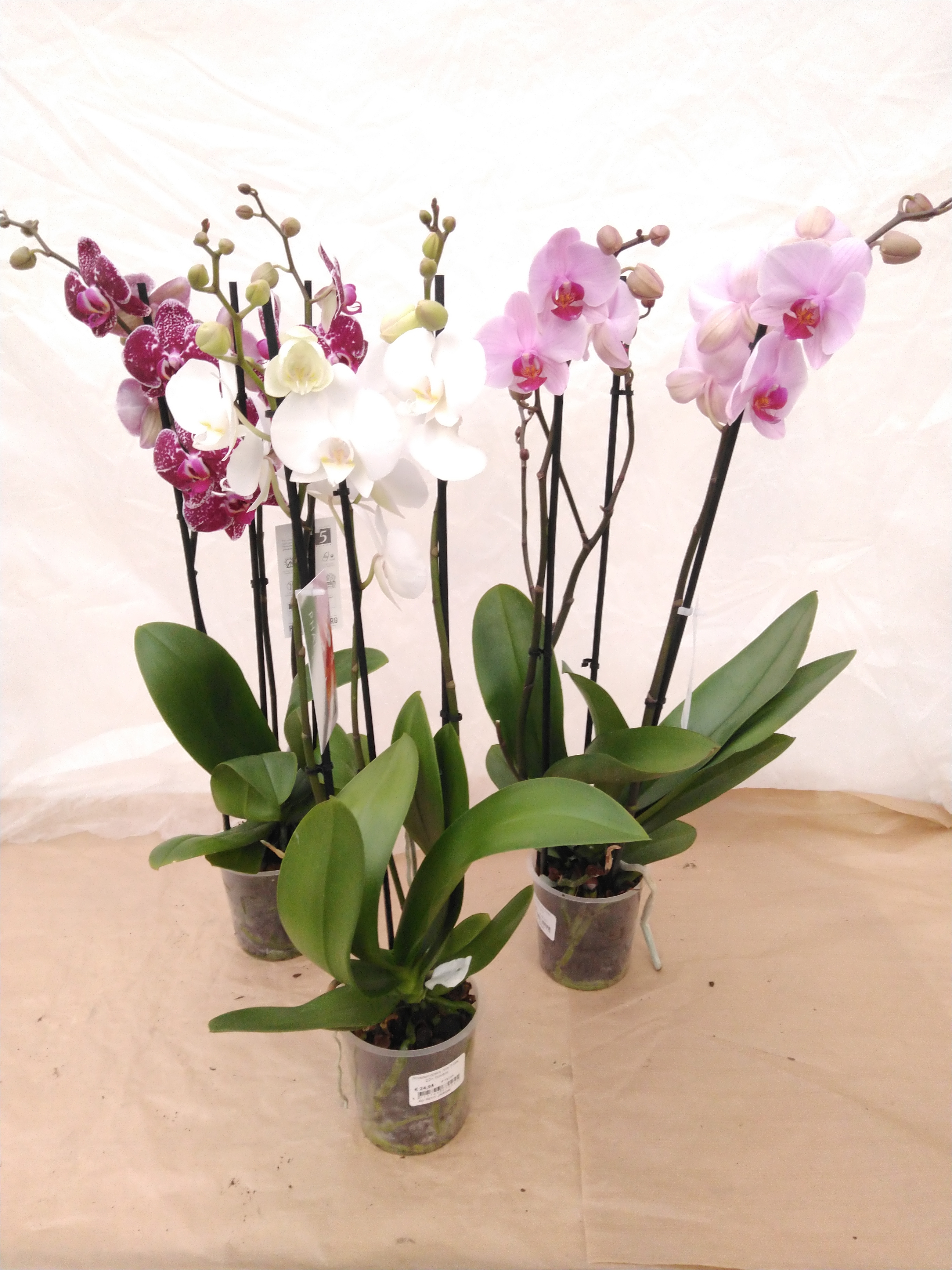 Phalaenopsis mix  3-tak 22+ flowers