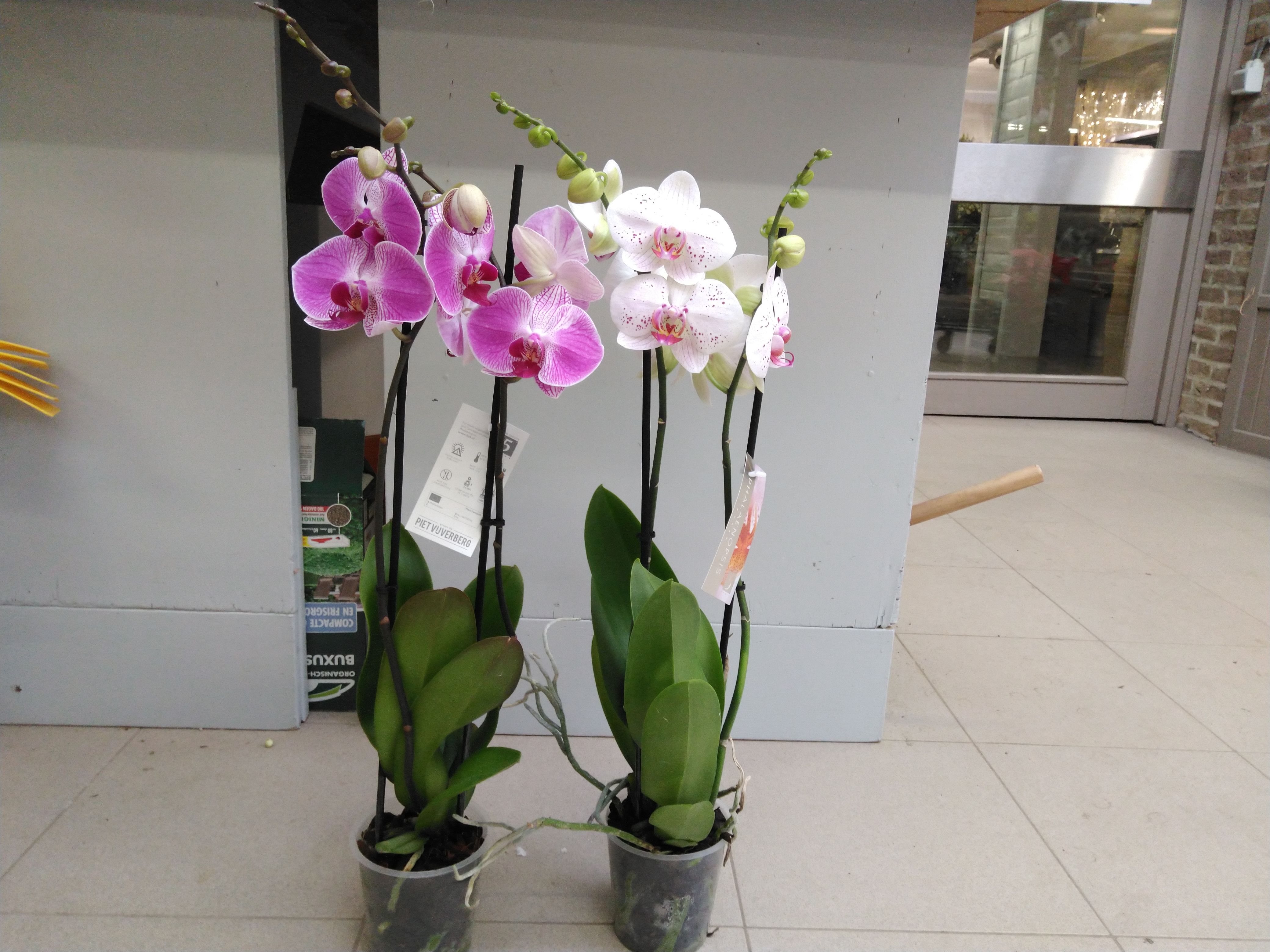 Phalaenopsis mix  3-tak 22+ flowers