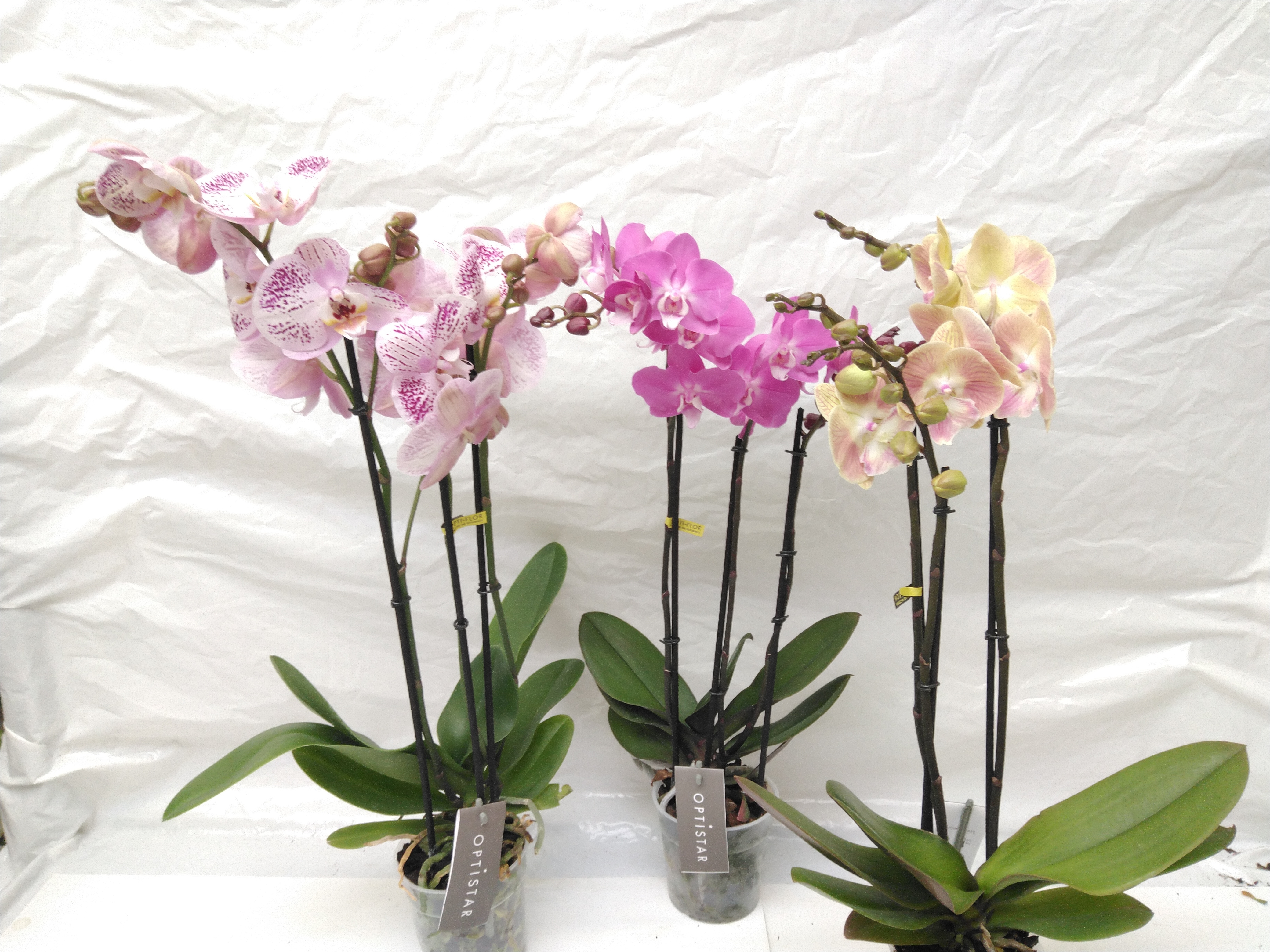 Phalaenopsis mix  3-tak 22+ flowers