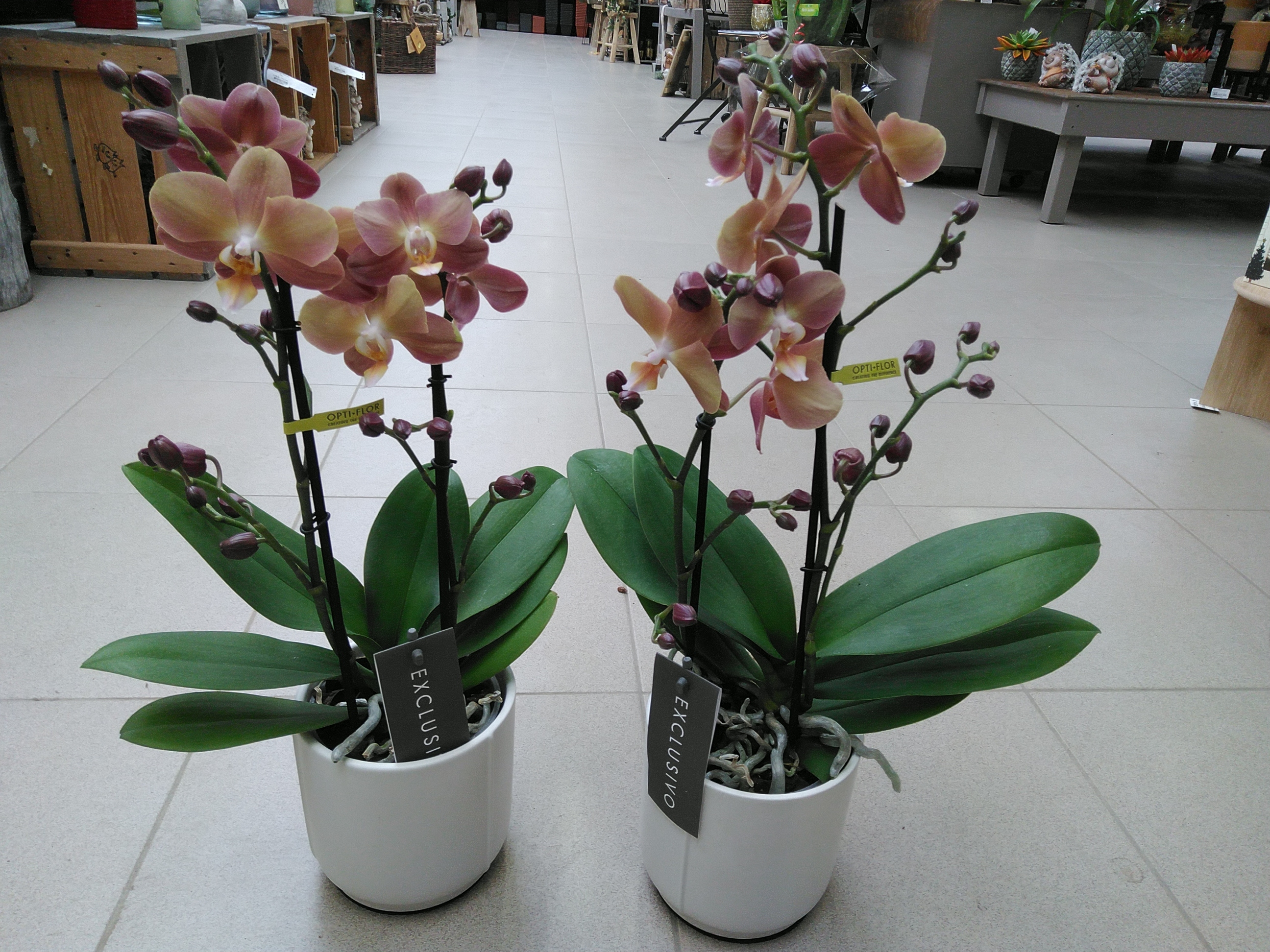 Phal. Exclusivo Monaco Gold 2Br. in Lazio White