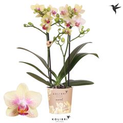 Phalaenopsis multi. 'Orange Bahamas' 2 tak