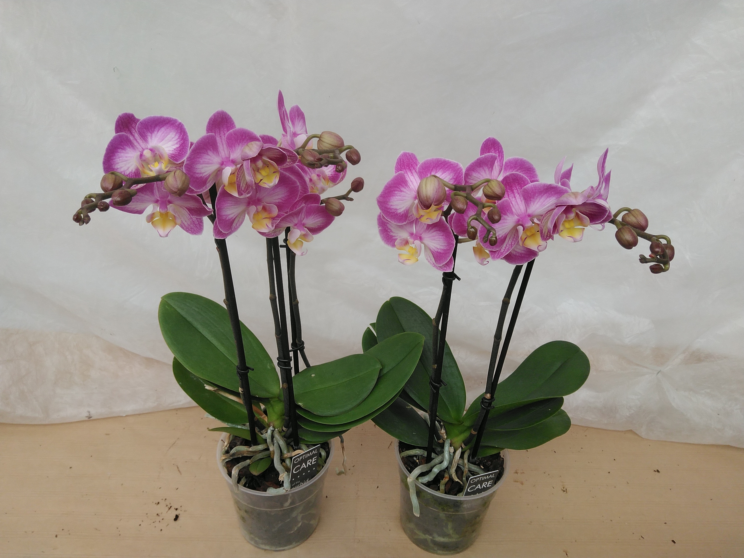 Phalaenopsis Multi Mix 2-3 Br.