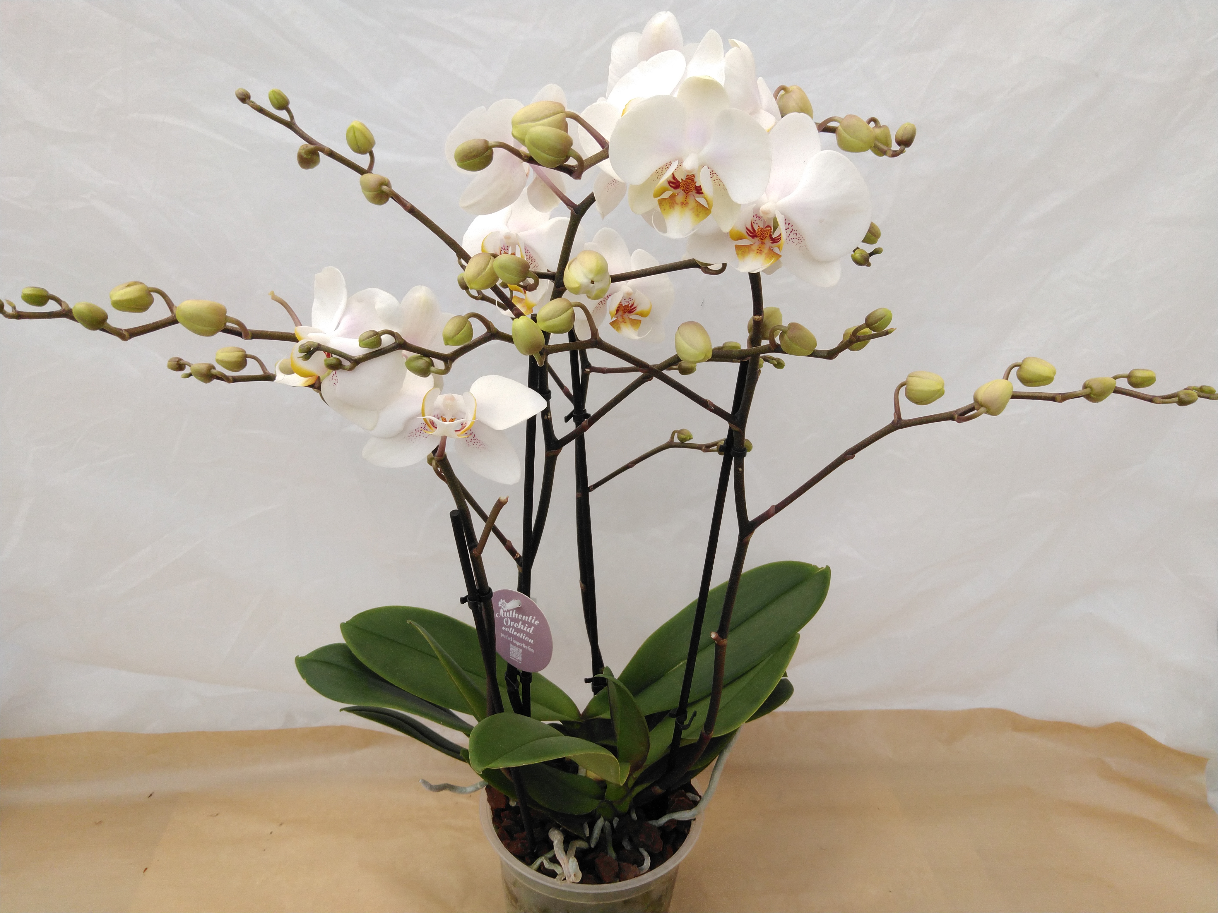 Phalaenopsis 'Authentic Marvellous White'