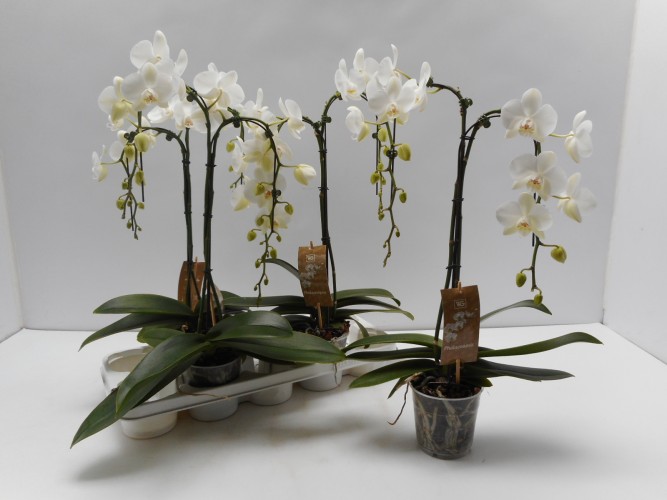 Phalaenopsis 'Ombrella White' 2-tak Phalaenopsis 'Ombrella White' 2-tak