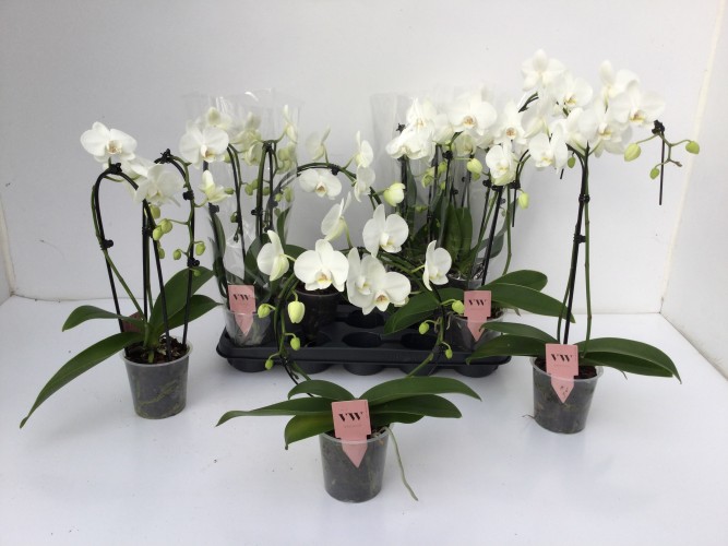 Phalaenopsis 'Vormen mix Wit' 2tak
