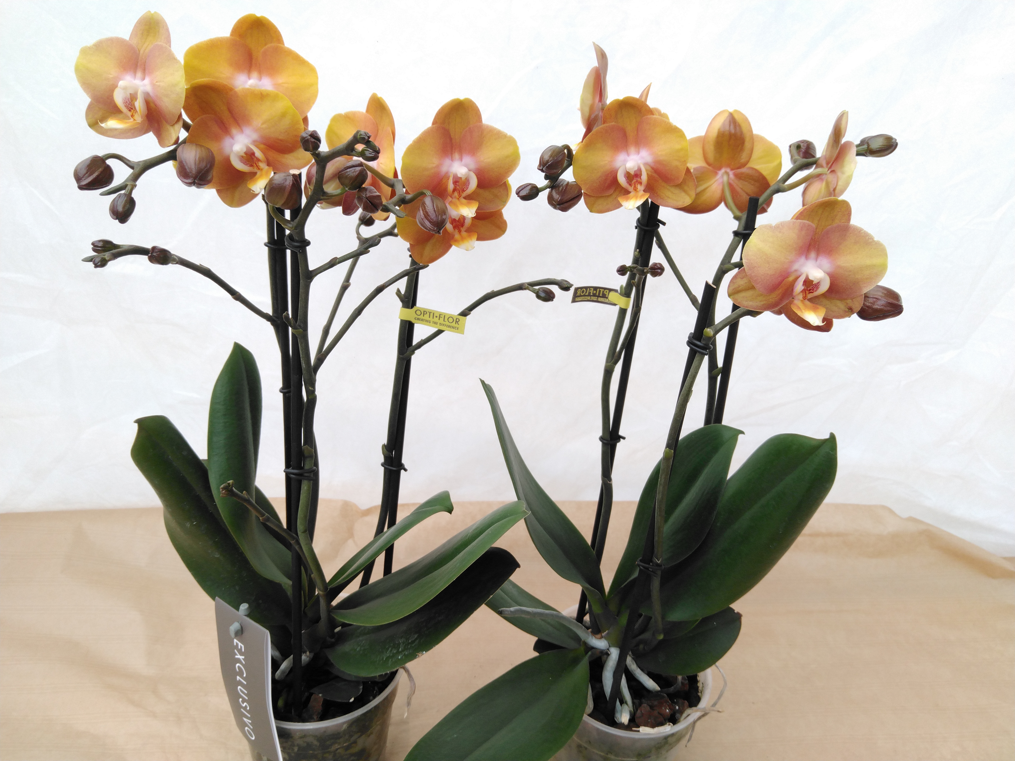 Phalaenopsis multi. 'Ant Las Vegas'  2-tak