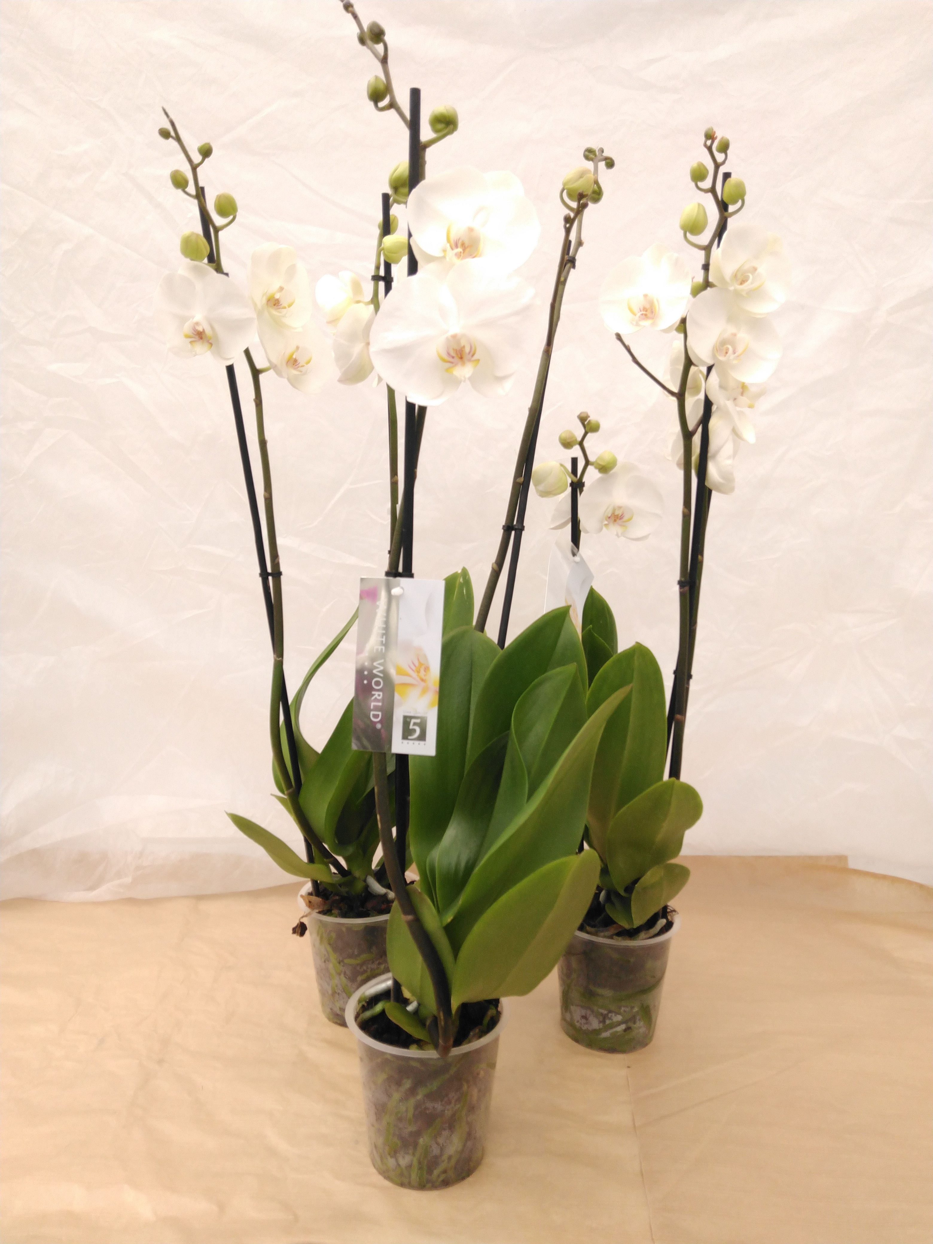 Phalaenopsis 5-Star Quality 2-tak wit/blanc - SUPER Phalaenopsis 5-Star Quality 2-tak wit/blanc - SUPER