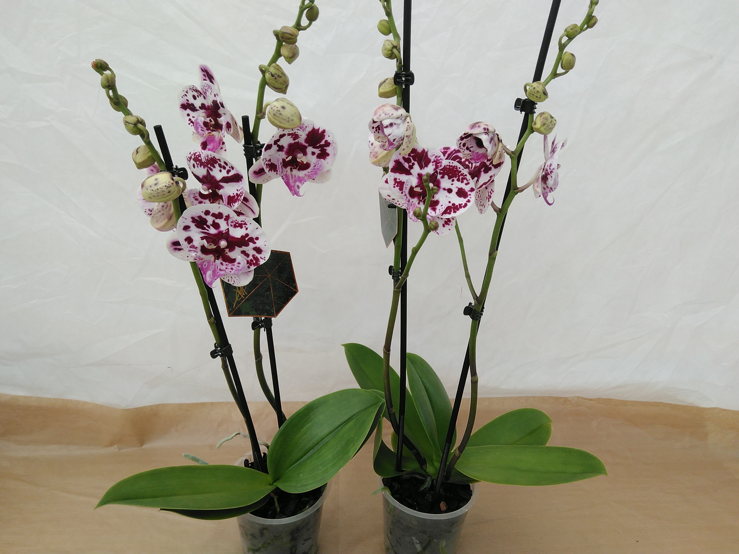 Phalaenopsis World 2Br.