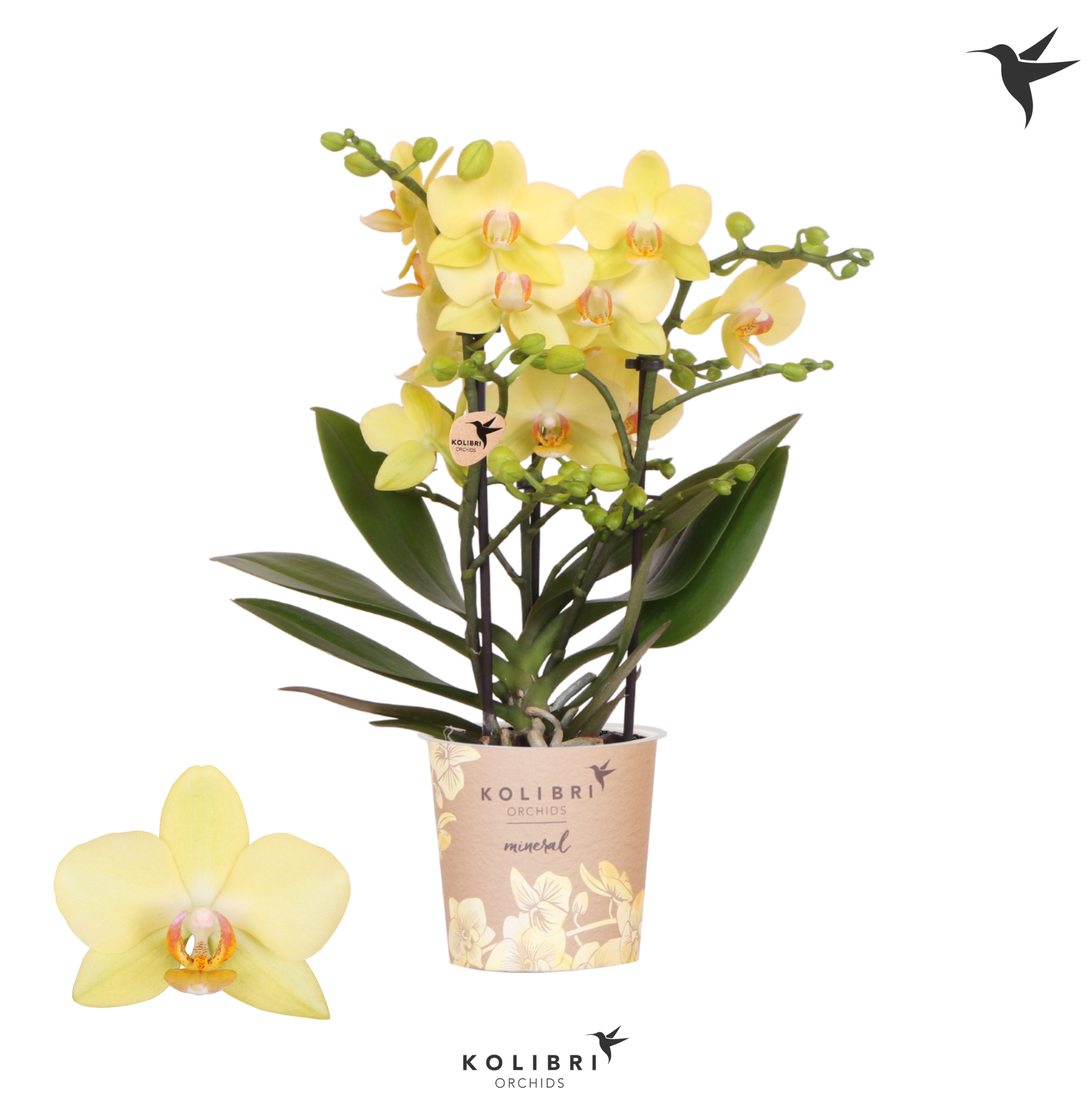 Phalaenopsis multi.'Yellow Albenga'  2 T