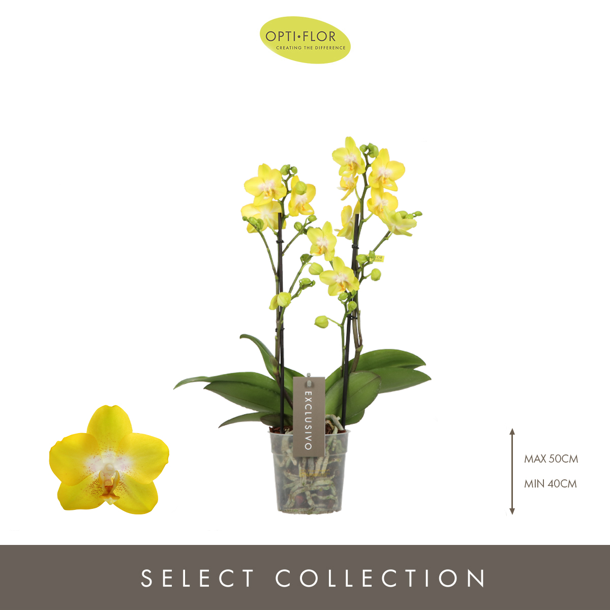 Phalaenopsis multi.'Yellow Albenga'  2 T