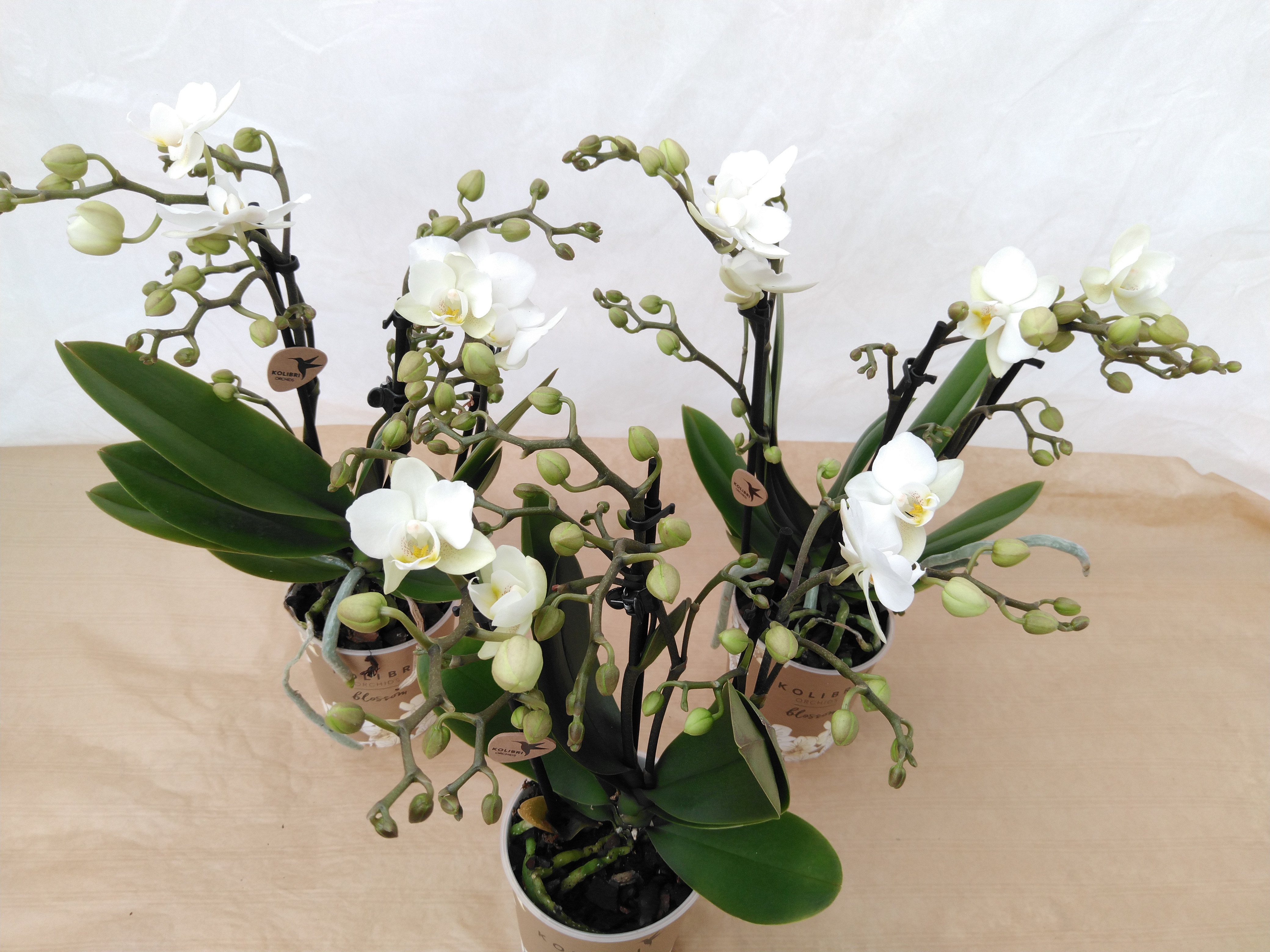 Phalaenopsis multi. 'Zurich White' 3-tak