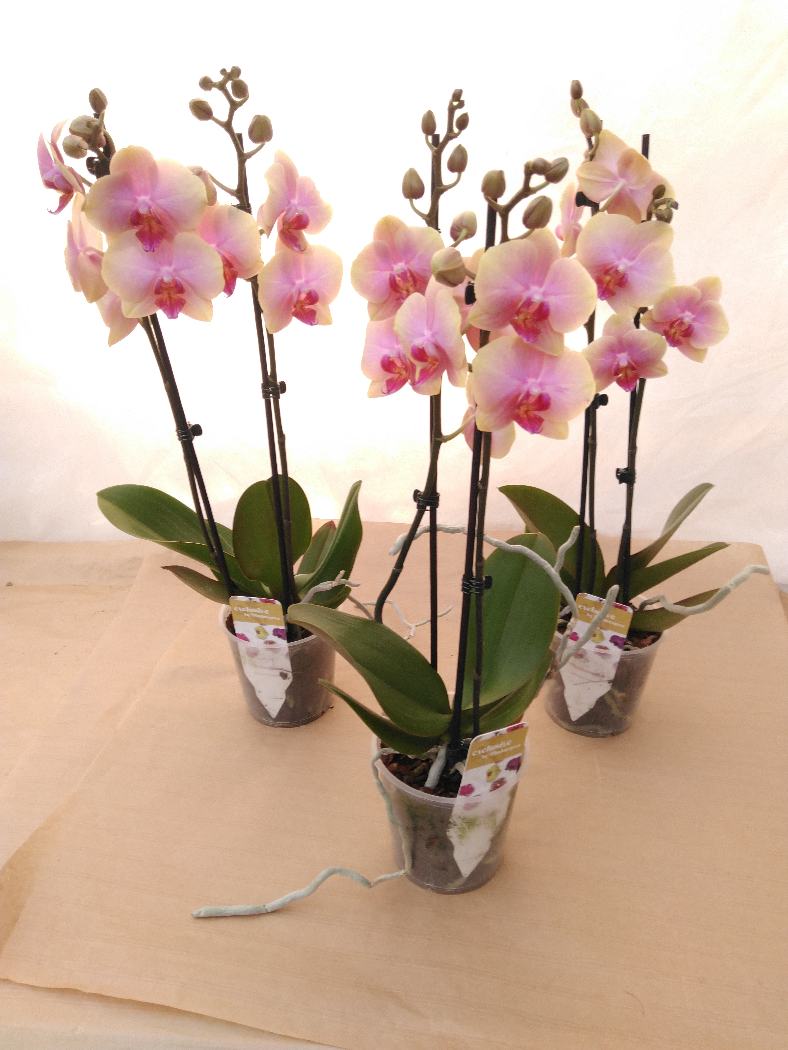 Phalaenopsis 'Malmo' 2T  geel-rose gevlamd