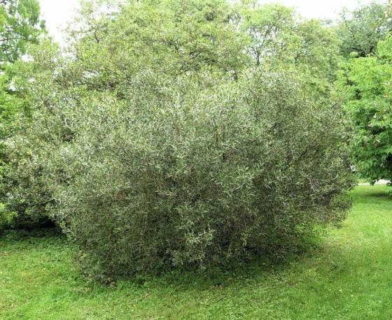 Phillyrea angustifolia Phillyrea angustifolia
