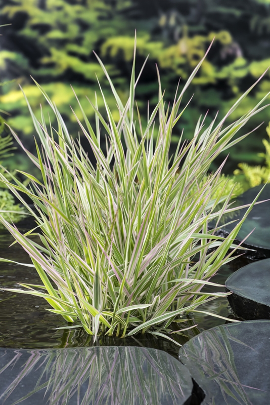 Phalaris ar. 'Picta' Phalaris ar. 'Picta'