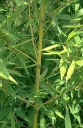 Phyllostachys aurea